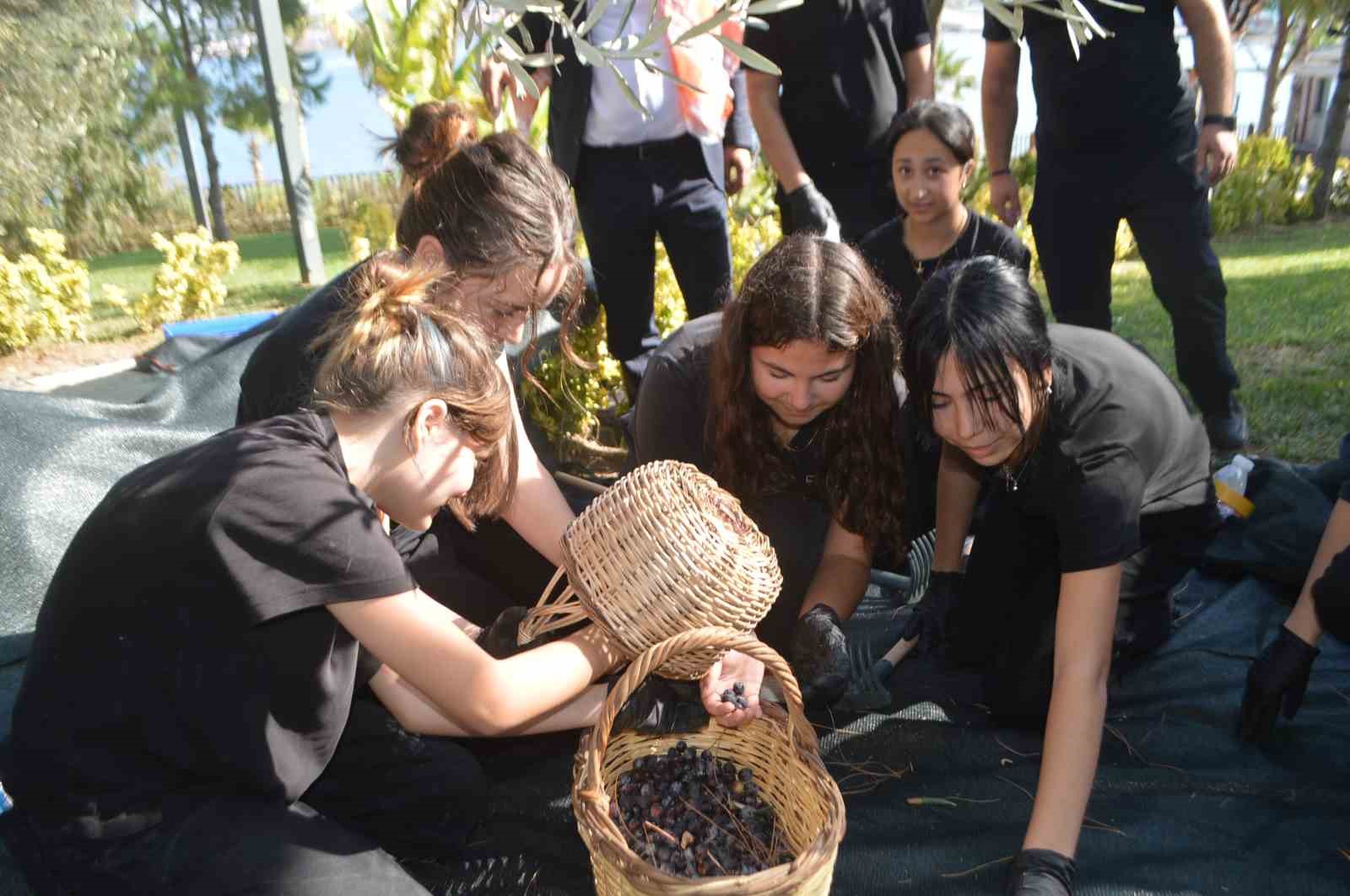 BALIKESİR'İN AYVALIK İLÇESİNDE, CUNDA TURİZM MESLEKİ VE TEKNİK ANADOLU LİSESİ TARAFINDAN DÜZENLENEN ZEYTİN HASAT FESTİVALİ, ASIRLIK ZEYTİN KÜLTÜRÜNÜ GENÇ KUŞAKLARLA BULUŞTURDU.