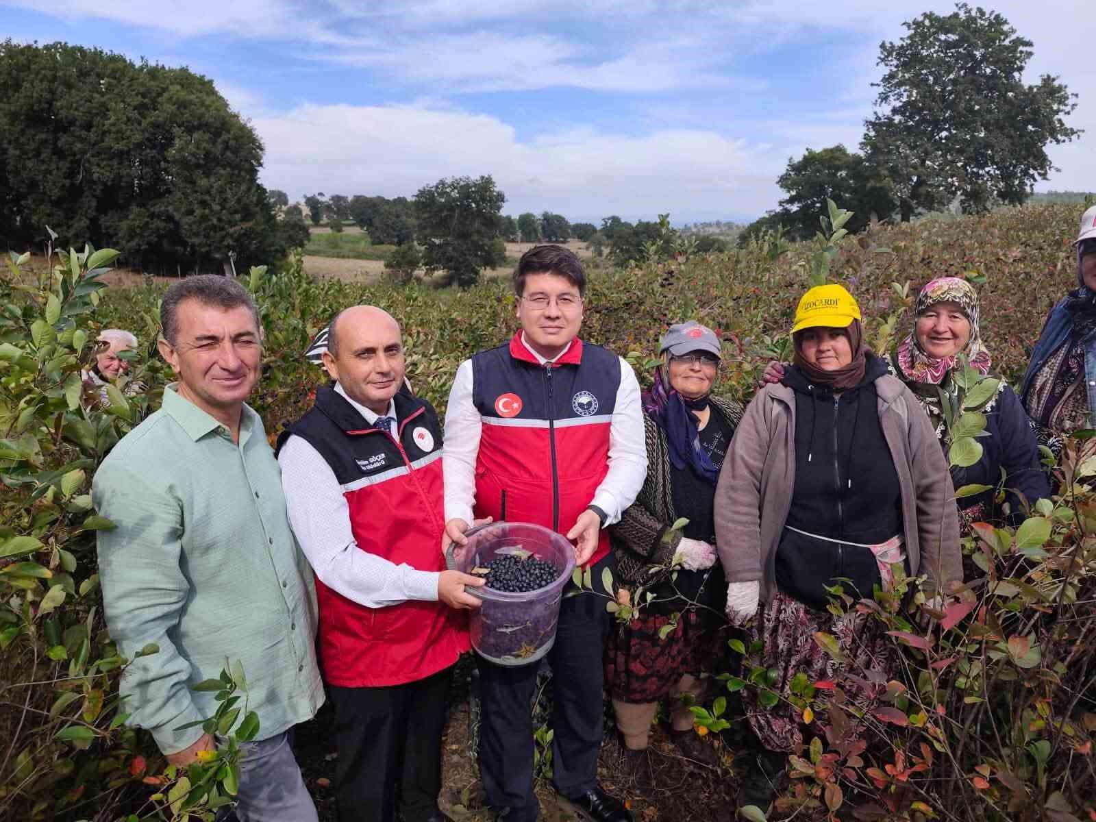 BALIKESİR'İN BALYA İLÇESİ KAYALAR MAHALLESİ'NDE ÜRETİMİ YAPILAN ARONYA MEYVESİNİN HASADI, KAYMAKAM MURATHAN CEBECİ'NİN (SOLDAN ÜÇÜNCÜ) KATILIMIYLA GERÇEKLEŞTİRİLDİ.