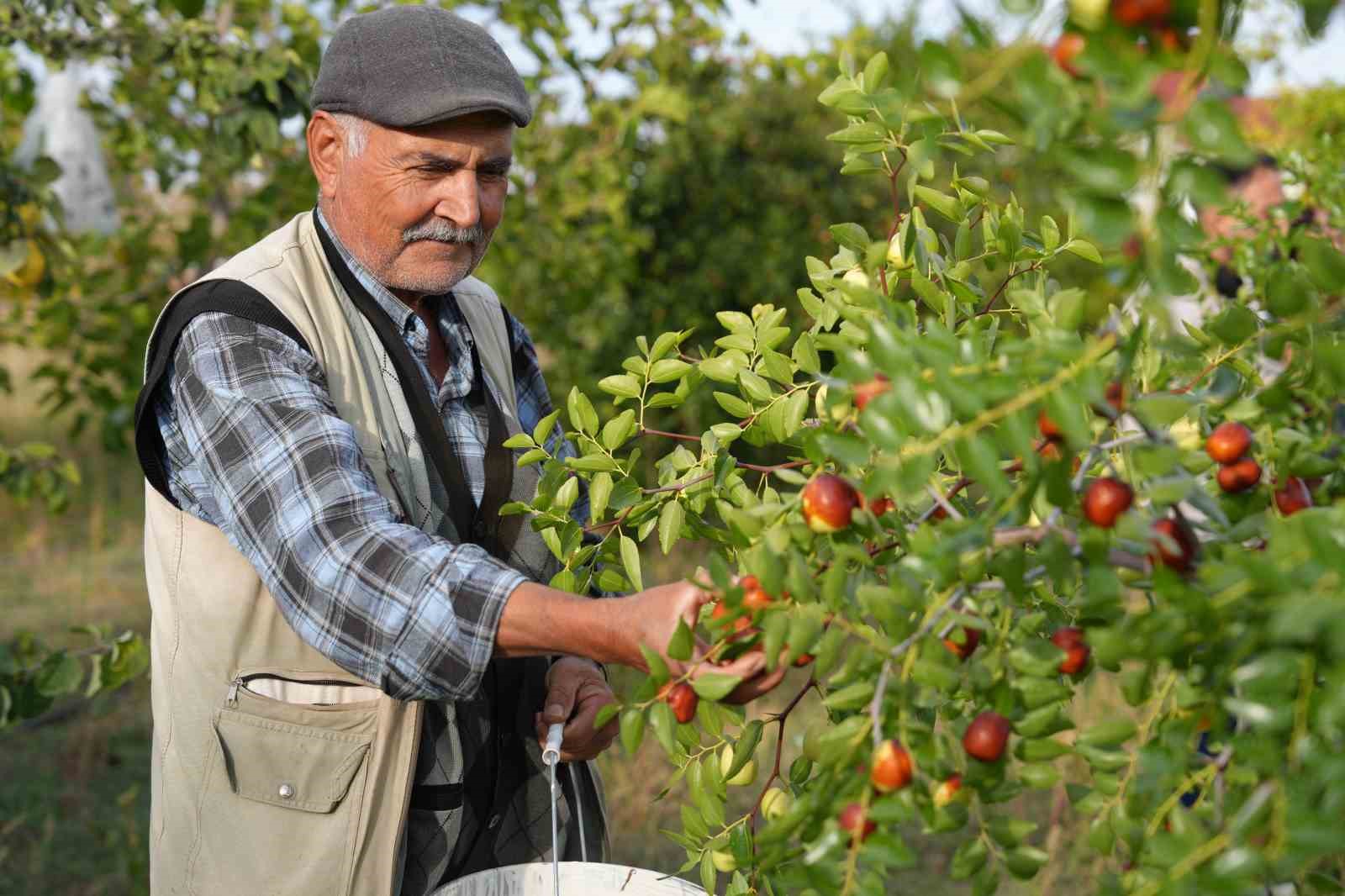 EMEKLİ ÖĞRETMEN İLHAN MENEKŞE, HÜNNAP YETİŞTİRİCİLİĞİNE TAMAMEN MERAK SONUCU BAŞLADIĞINI SÖYLEDİ.