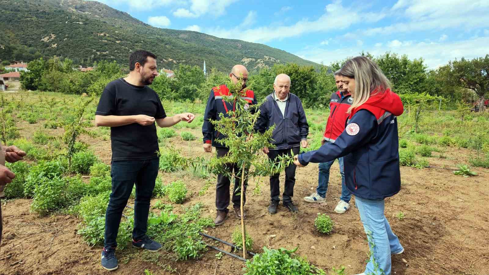 KİRAZ ÜRETİMİYLE TÜRKİYE’NİN ÖNEMLİ MERKEZLERİNDEN BİRİ OLAN AKŞEHİR’DE, ARTAN İŞÇİLİK VE PAZARLAMA SORUNLARI ÜRETİCİLERİ ALTERNATİF ÜRÜNLERE YÖNLENDİRİYOR. İLÇE TARIM VE ORMAN MÜDÜRLÜĞÜ, FERRAGNES, FERRADUEL VE MAKAKO GİBİ BADEM ÇEŞİTLERİNİN AKŞEHİR COĞRAFYASINDA DEĞERLENDİRİLEBİLECEĞİNİ BELİRTİRKEN, YARENLER MAHALLESİ’NDE BADEM ÜRETİMİ YAPAN EMEKLİ ÖĞRETMEN TAHSİN ZEREK’İN 7 YILLIK BAHÇESİNDEKİ SONUÇLAR DİKKAT ÇEKİYOR.