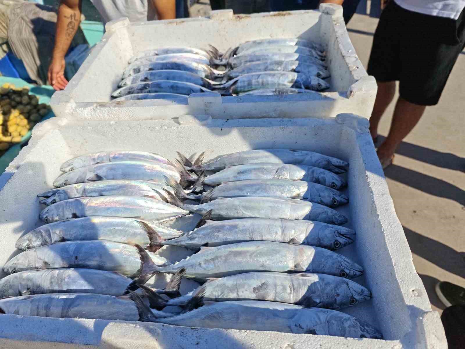 KARADENİZ’DE 15 AĞUSTOS İTİBARIYLA AV YASAĞININ KISMEN KALKMASI VE PALAMUT SEZONUNUN AÇILMASIYLA BİRLİKTE DÜZCE’NİN AKÇAKOCA İLÇESİNDE BALIKÇI TEZGAHLARI VE BARINAKLARI HAREKETLENDİ.