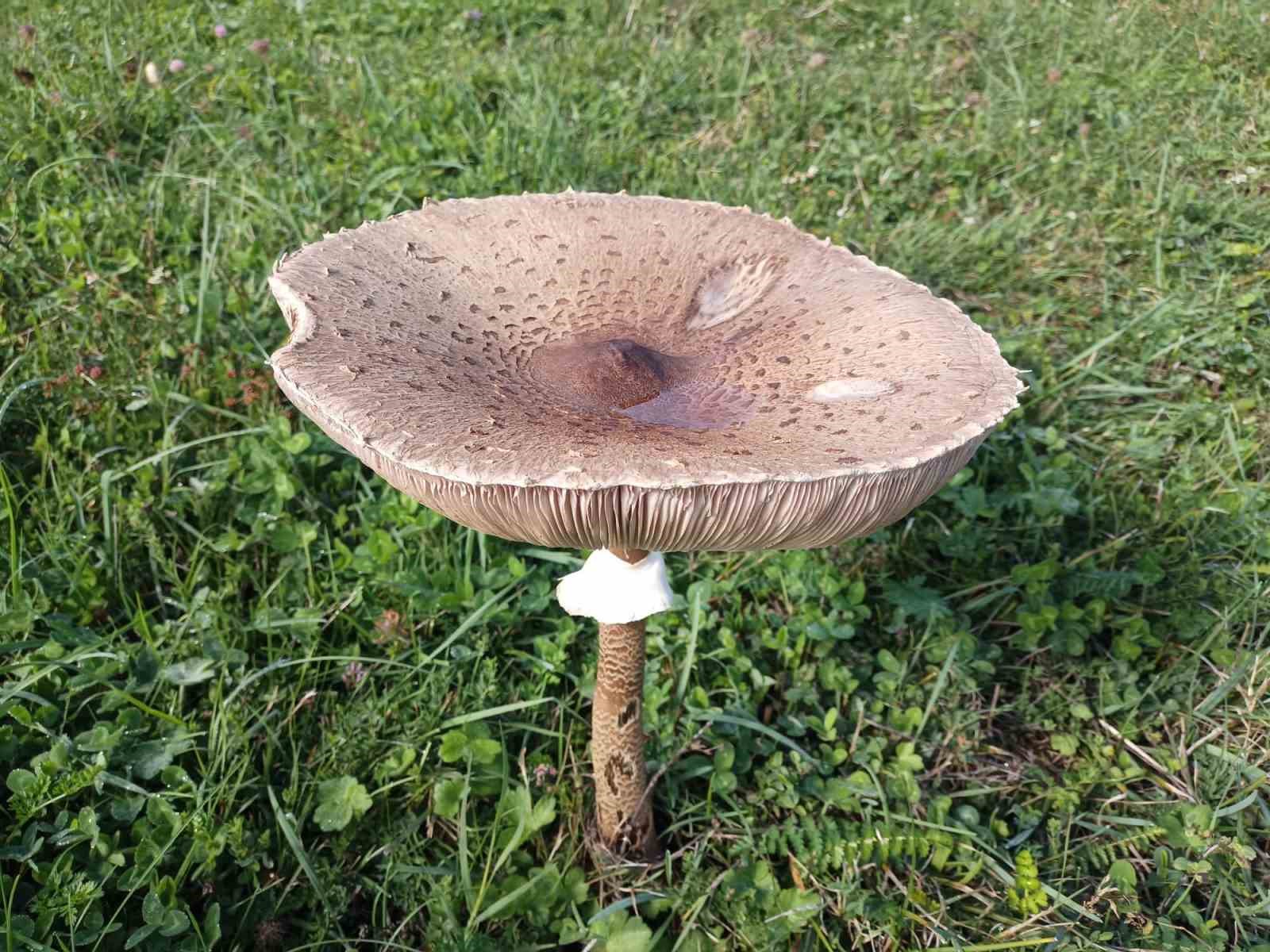 PEKŞEN, BAZI DOĞA MANTARLARININ ÇOK AZ MİKTARDA TÜKETİLSE BİLE KARACİĞER VE BÖBREK YETMEZLİĞİ GİBİ CİDDİ SONUÇLARA, HATTA ÖLÜME YOL AÇABİLECEĞİNİ İFADE ETTİ