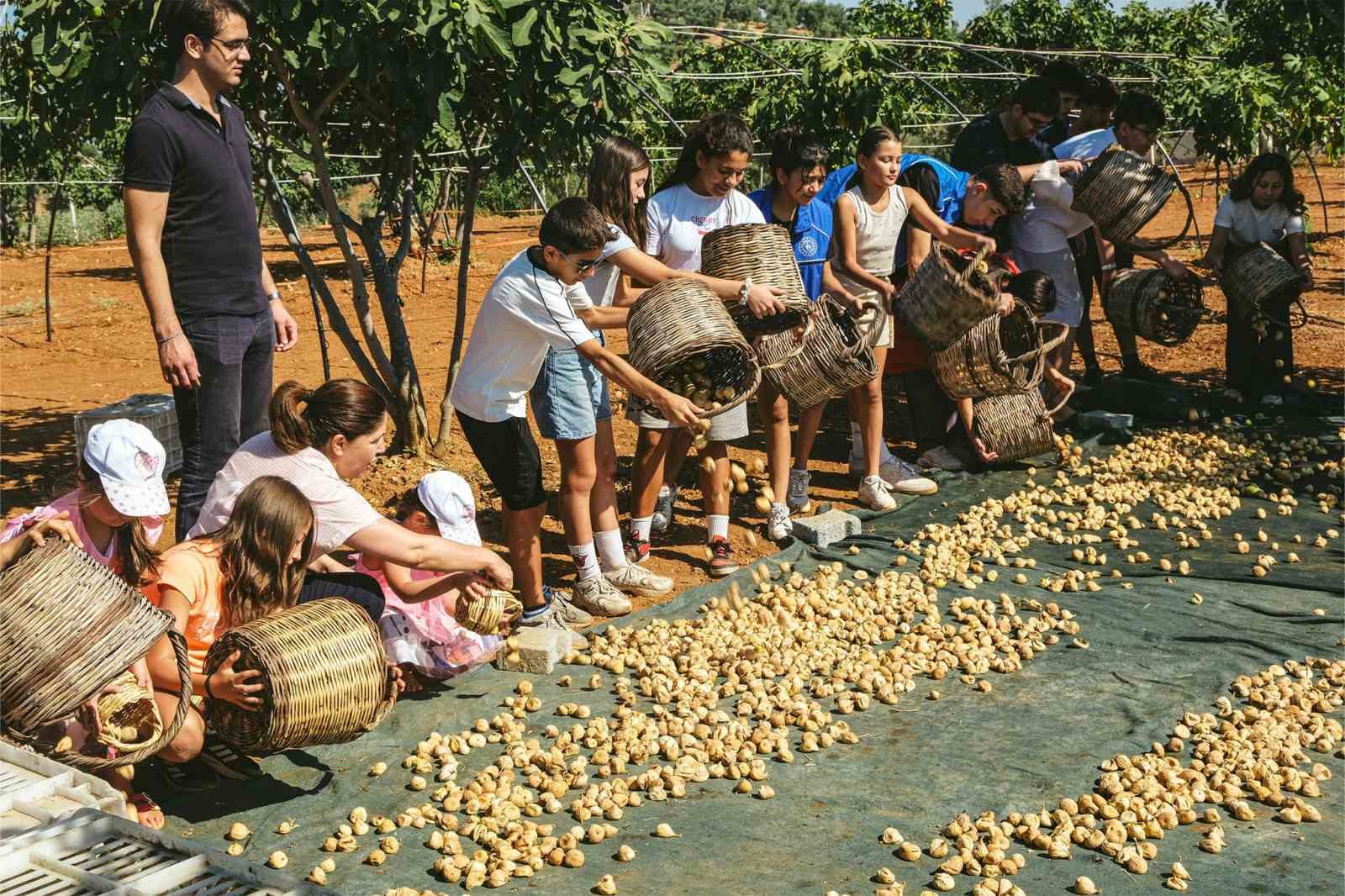 AYDIN’IN GERMENCİK İLÇESİNDE GENÇLİK MERKEZİ BÜNYESİNDE FAALİYET GÖSTEREN GÖNÜLLÜ GENÇLER, DÜZENLENEN ETKİNLİKTE İNCİR HASADINA KATILARAK TARIMSAL ÜRETİMİN ÖNEMİNE DİKKAT ÇEKTİ.