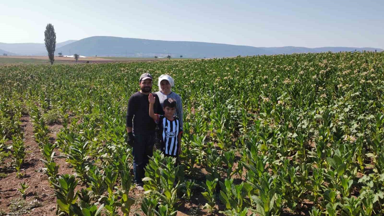 TÜTÜN TARLASI ONLARI HAYAT ARKADAŞI YAPTI