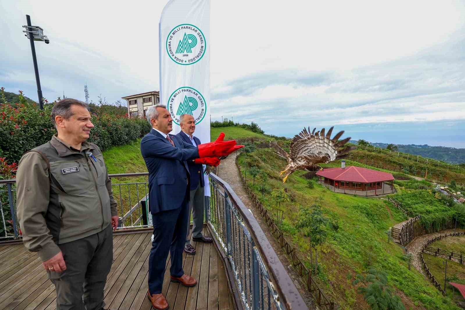 RİZE’DE YARALI HALDE BULUNUP DKMP EKİPLERİNCE TEDAVİLERİ TAMAMLANAN ARI ŞAHİNLERİ, BİRİ TAKİP AMACIYLA ÇİĞNENİP ÇİPLENEREK İL PROTOKOLÜNÜN KATILIMIYLA ISIRLIK TABİAT PARKI’NDAN DOĞAL GÖÇ GÜZERGÂHLARINA SALINDI.