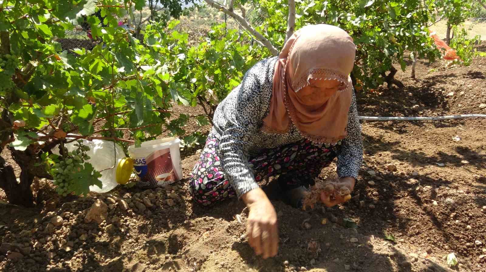 BATMAN'IN GERCÜŞ İLÇESİNE BAĞLI POYRAZ KÖYÜNDE YAŞAYAN ÇİFTÇİ MEHMET SALİH DEMİR, İNTERNETTE GÖRDÜĞÜ SAFRAN BİTKİSİNİ MERAK EDEREK BAŞLADIĞI DENEME EKİMİNDEN YÜKSEK VERİM ALDI.