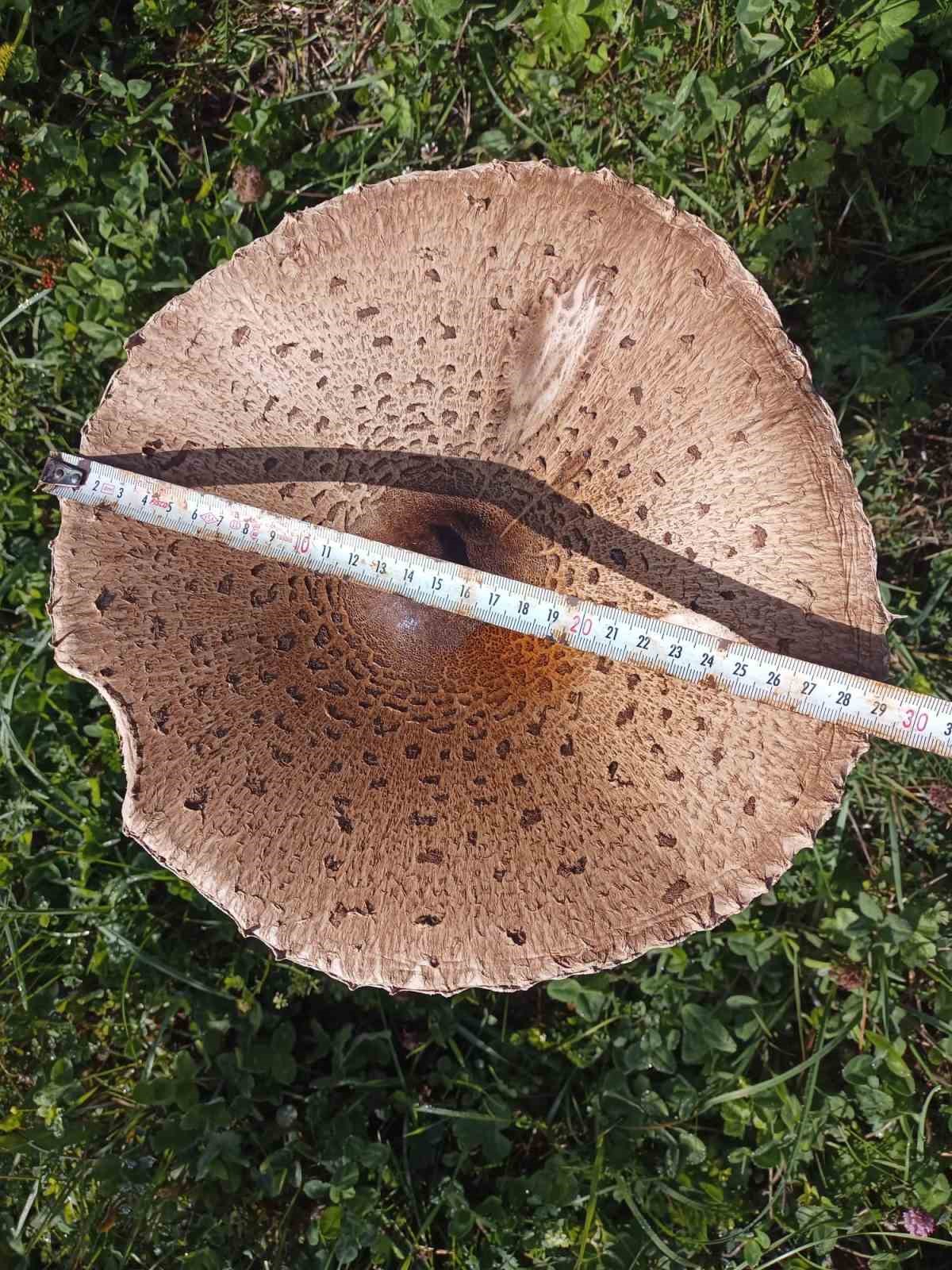 PEKŞEN, BAZI DOĞA MANTARLARININ ÇOK AZ MİKTARDA TÜKETİLSE BİLE KARACİĞER VE BÖBREK YETMEZLİĞİ GİBİ CİDDİ SONUÇLARA, HATTA ÖLÜME YOL AÇABİLECEĞİNİ İFADE ETTİ