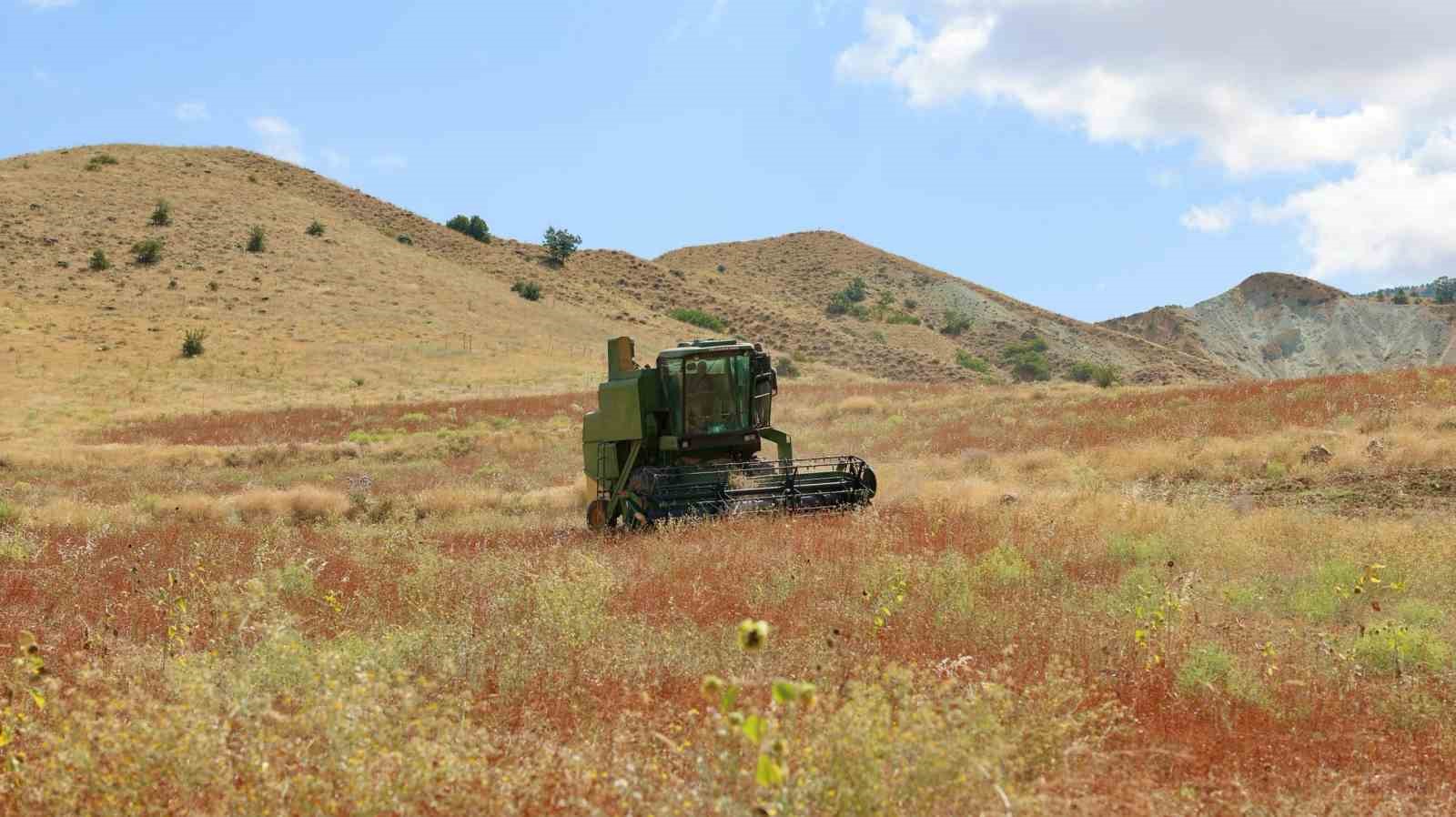 KOCASİNAN BELEDİYESİ, TARIMSAL ÜRETİMİN ÇEŞİTLENDİRİLMESİ, ARICILIĞIN GELİŞTİRİLMESİ VE ÇİFTÇİLERİN GELİR KAYNAKLARININ ARTIRILMASI AMACIYLA HAYATA GEÇİRDİĞİ ÖRNEK ÇALIŞMALARA BİR YENİSİNİ DAHA EKLEDİ. OBRUK MAHALLESİ’NDE KOCASİNAN BELEDİYESİ TARAFINDAN TEMİN EDİLEN TOHUMLARLA DENEME AMAÇLI TOPRAKLA BULUŞTURULAN KARABUĞDAYIN İLK HASADI GERÇEKLEŞTİRİLDİ. HASADA KATILAN BAŞKAN ÇOLAKBAYRAKDAR, "KARABUĞDAYLA HEM ARICILIĞA HEM KAYSERİ TARIMINA YENİ BİR SOLUK GETİRİYORUZ." DEDİ.