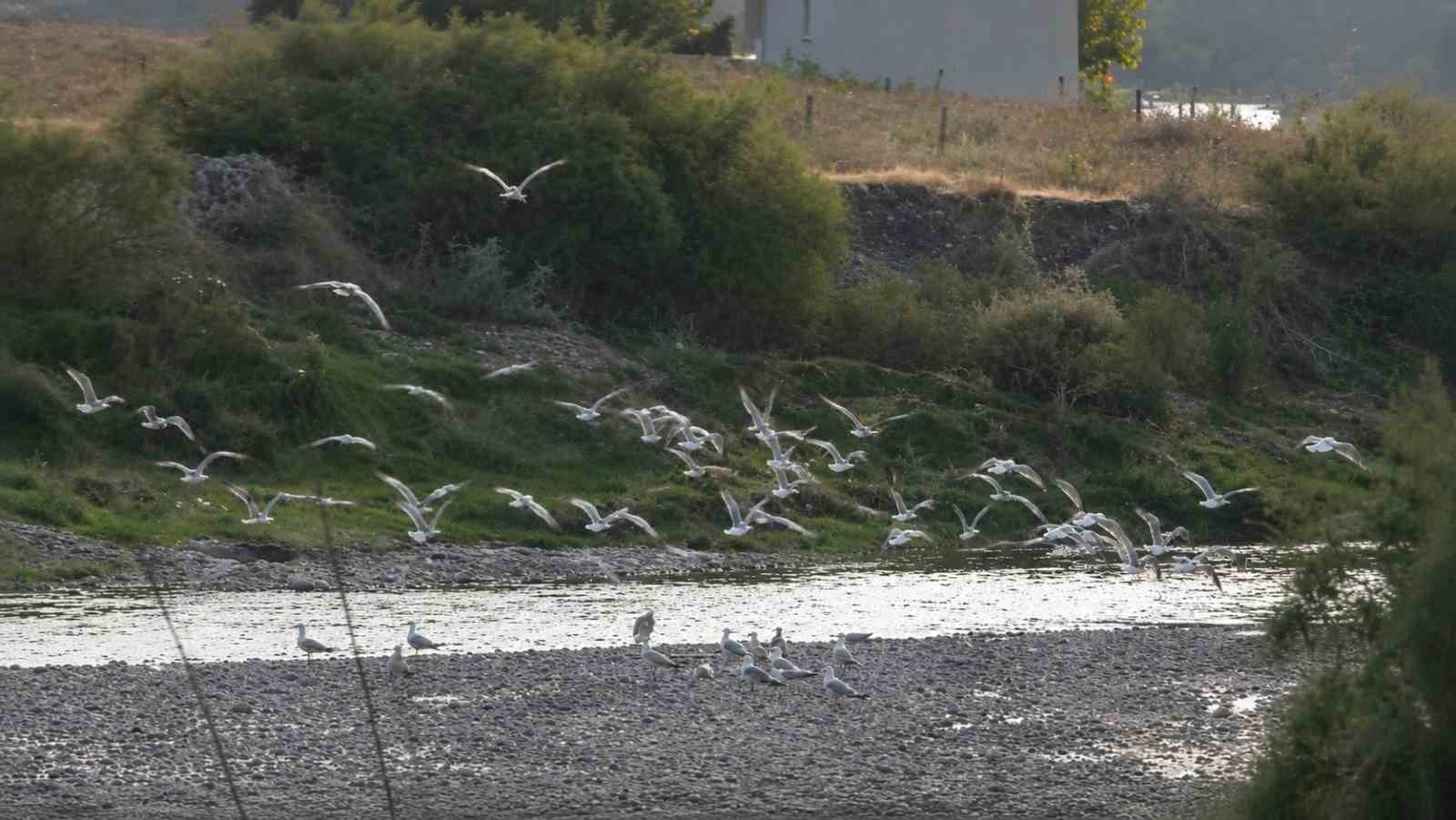 GÖÇ YOLUNUN DEĞİŞMEYEN MİSAFİRLERİ OSMANİYE SEMALARINDA
