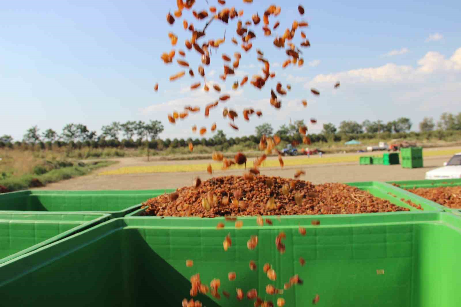 MANİSA’NIN SARUHANLI İLÇESİNDE ORGANİK ÜZÜM ÜRETİMİNİ GELİŞTİRMEK AMACIYLA HAYATA GEÇİRİLEN "ORGANİK ÜZÜMÜN BOX’TA BAŞIM RAHATTA" PROJESİ KAPSAMINDA 113 ÜRETİCİYE 650 ADET ÜZÜM BOX’I DAĞITILDIĞI AÇIKLANDI. BOX’LARIN HASAT, DEPOLAMA VE NAKLİYE SÜREÇLERİNDE ÜRETİCİLERE KOLAYLIK SAĞLADIĞI BELİRTİLDİ.
