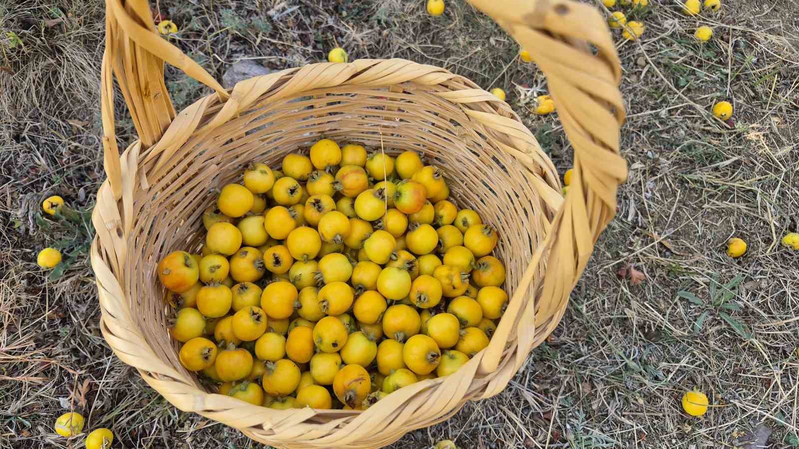 YOZGAT’IN SORGUN İLÇESİNE BAĞLI BOĞAZCUMAFAKILI KÖYÜNDE, SONBAHARIN GELMESİYLE BİRLİKTE DOĞAL OLARAK YETİŞEN ALIÇ MEYVESİNİN HASADI BAŞLADI.