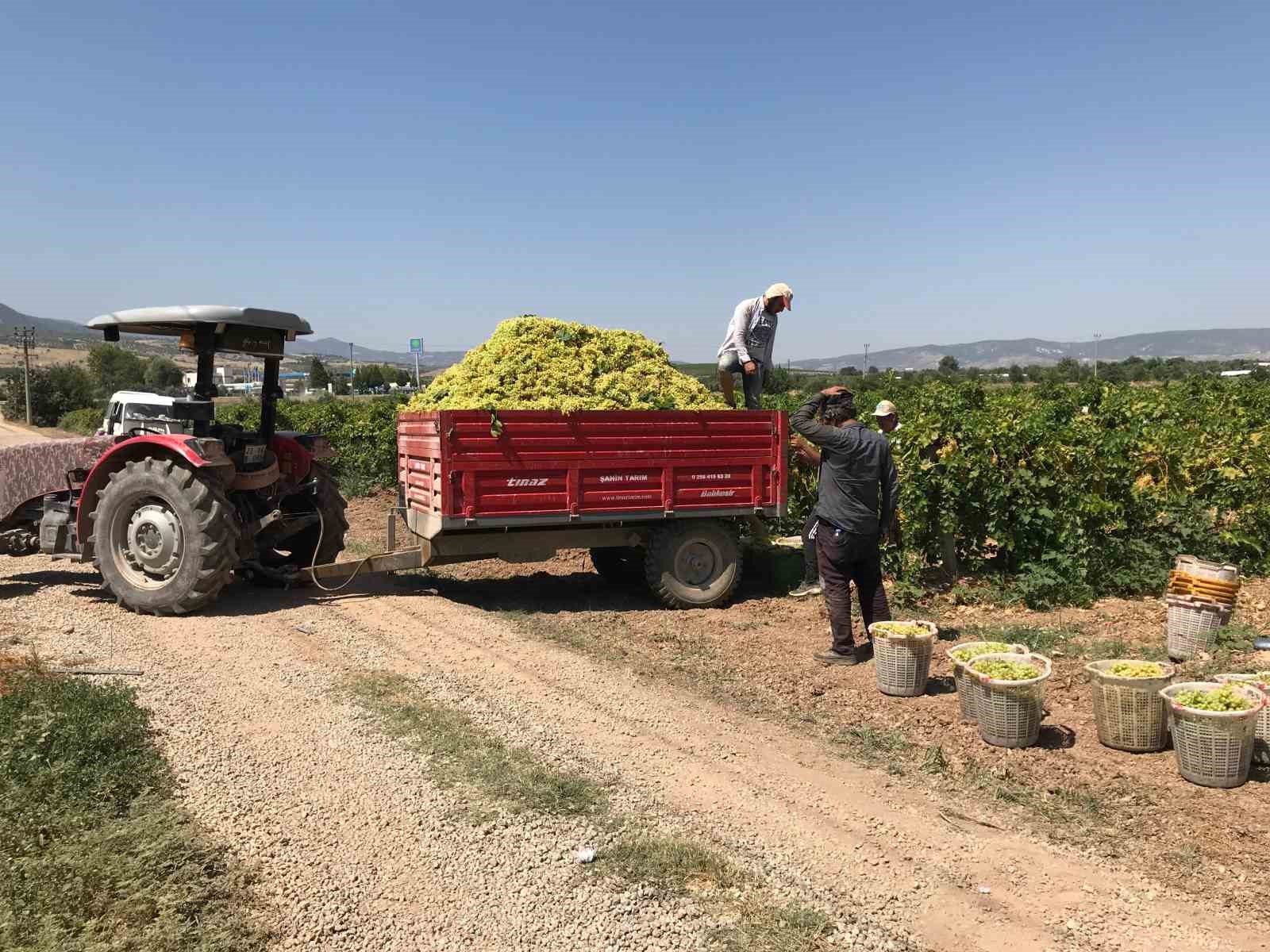 BULDAN’DA TURFANDA ÇEKİRDEKSİZ SULTANİYE ÜZÜMÜN KESİM VE KURUTMA SEZONU BAŞLADI. YAŞ ÜZÜMÜN TÜCCARLAR TARAFINDAN DÜŞÜK FİYATLA ALINMAK İSTENMESİNE TEPKİ GÖSTEREN ÜRETİCİLER, ARTAN MALİYETLER KARŞISINDA ZOR DURUMDA OLDUKLARINI BELİRTEREK KURU ÜZÜM FİYATLARININ BİR AN ÖNCE AÇIKLANMASINI İSTEDİ.