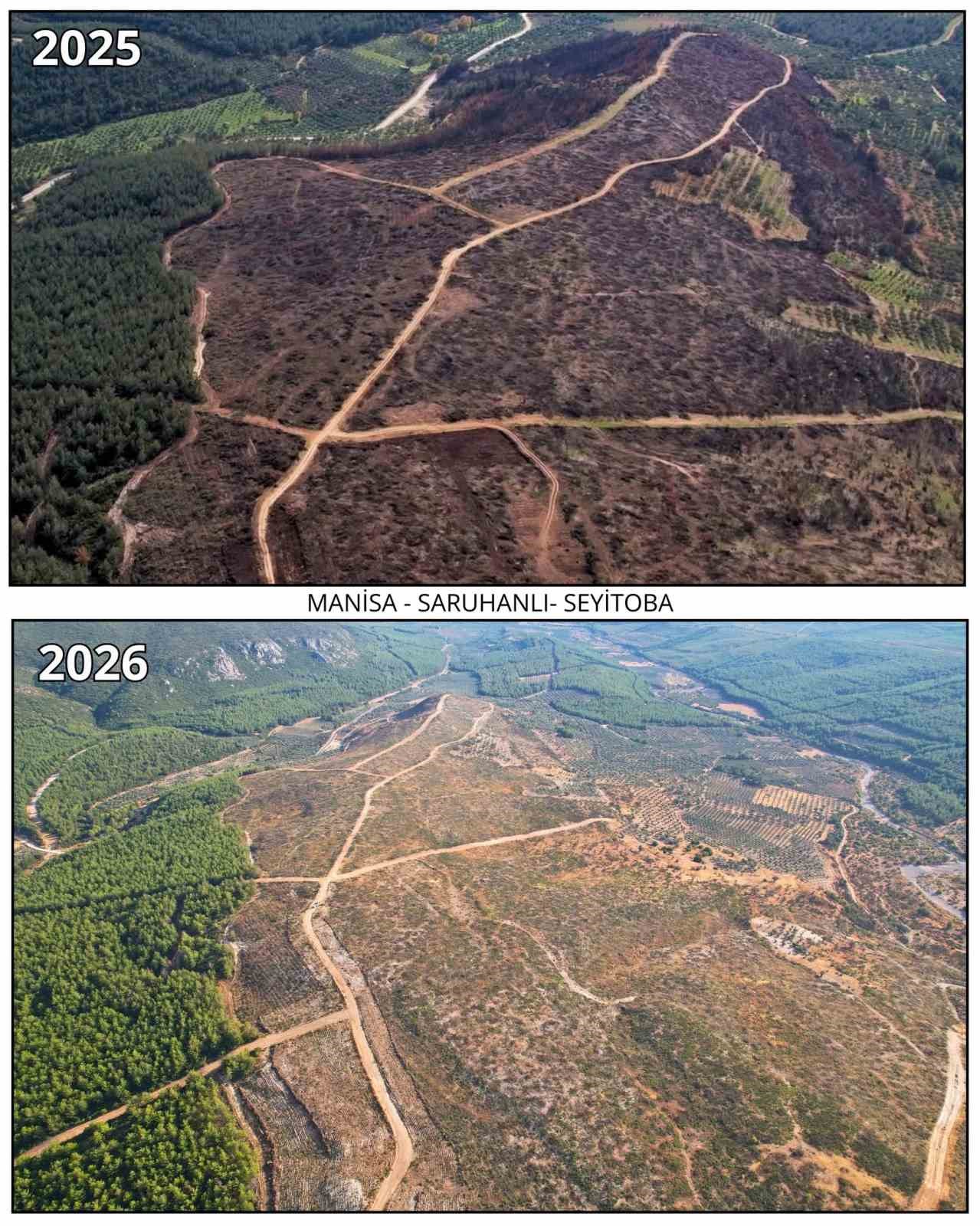 MANİSA’NIN SARUHANLI İLÇESİNE BAĞLI SEYİTOBA MAHALLESİ’NDE 15 TEMMUZ 2025’TE ÇIKAN YANGINDA ZARAR GÖREN 260 HEKTARLIK ORMAN ALANINDA FİDAN DİKİMİ İÇİN HAZIRLIKLAR TAMAMLANDI. BÖLGEDE 213 HEKTARLIK ALANDA TOHUMLA GENÇLEŞTİRME ÇALIŞMASI YAPILIRKEN, YANGINA DİRENÇLİ ORMAN OLUŞTURMA PROJESİ KAPSAMINDA KALAN 30 HEKTARLIK ALAN DA FİDAN DİKİMİNE HAZIR HALE GETİRİLDİ. İLK FİDANLARIN 11 KASIM MİLLİ AĞAÇLANDIRMA GÜNÜ’NDE TOPRAKLA BULUŞTURULMASI PLANLANIYOR.