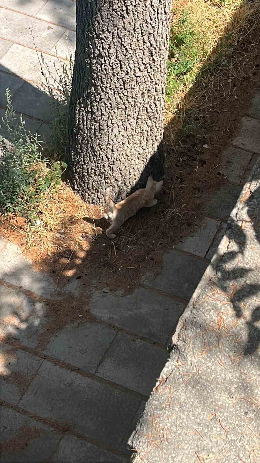 KONYA'NIN BEYŞEHİR İLÇESİNDE AĞACIN TEPESİNDE MAHSUR KALAN KEDİ, İTFAİYE EKİPLERİNİN MÜDAHALESİYLE KURTARILDI.