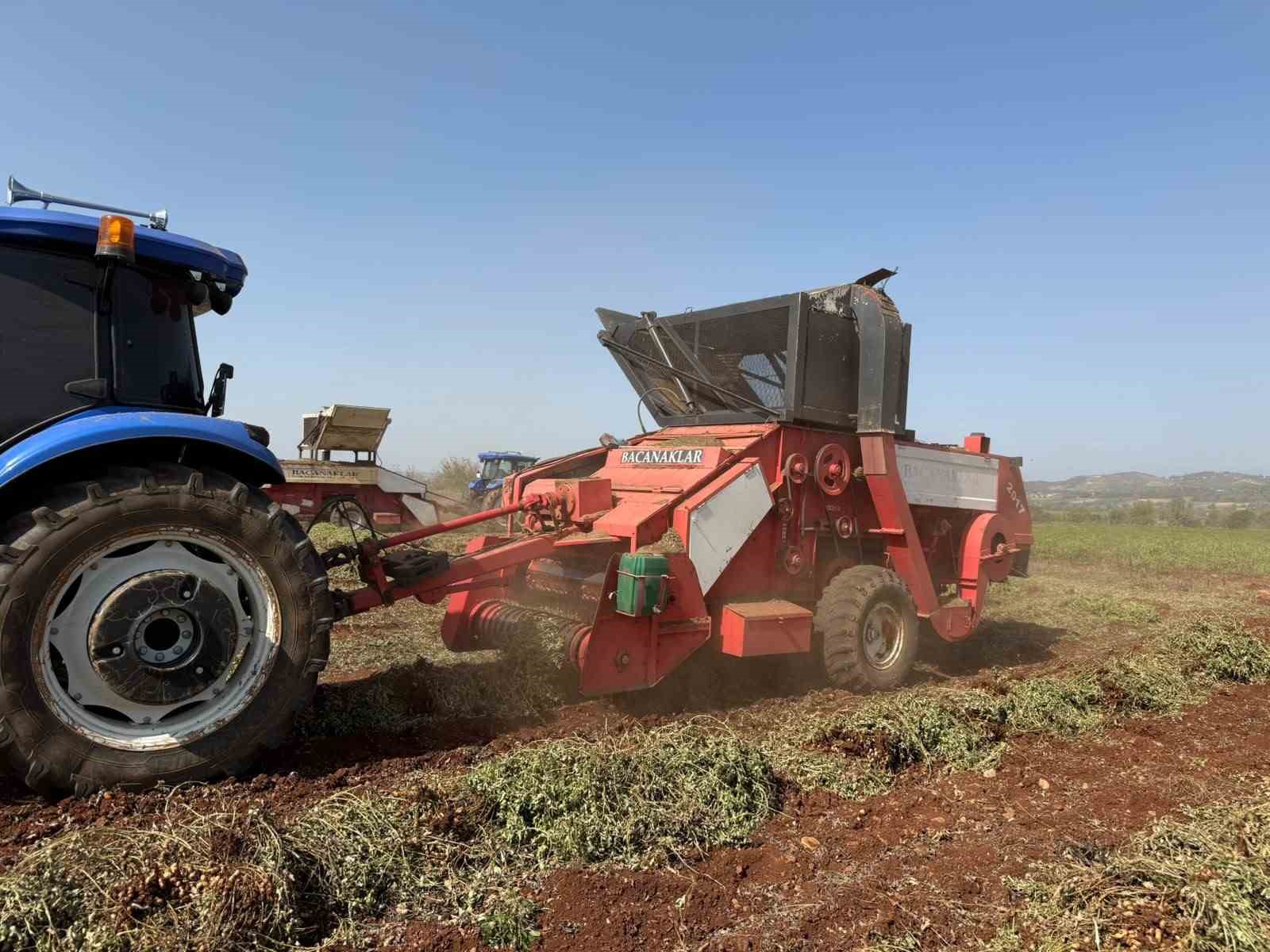 "YER FISTIĞININ BAŞKENTİ" OLARAK BİLİNEN OSMANİYE'DE HASAT DEVAM EDİYOR.