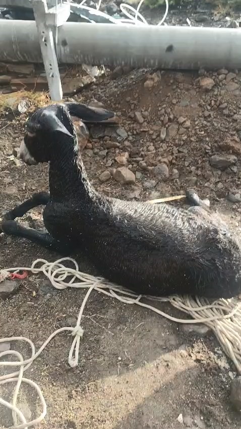 ELAZIĞ’DA KUYUYA DÜŞEN EŞEK, İTFAİYE EKİPLERİ TARAFINDAN KURTARILDI