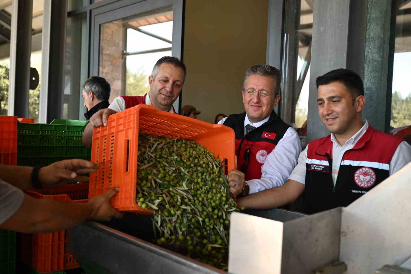 TÜRKİYE’DE SEZONUN İLK ZEYTİN HASADI İZMİR’İN DİKİLİ İLÇESİNDE GERÇEKLEŞTİRİLDİ