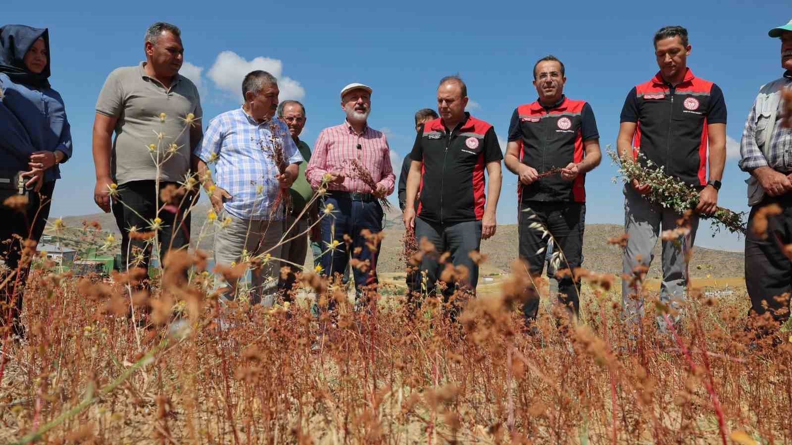 KOCASİNAN BELEDİYESİ, TARIMSAL ÜRETİMİN ÇEŞİTLENDİRİLMESİ, ARICILIĞIN GELİŞTİRİLMESİ VE ÇİFTÇİLERİN GELİR KAYNAKLARININ ARTIRILMASI AMACIYLA HAYATA GEÇİRDİĞİ ÖRNEK ÇALIŞMALARA BİR YENİSİNİ DAHA EKLEDİ. OBRUK MAHALLESİ’NDE KOCASİNAN BELEDİYESİ TARAFINDAN TEMİN EDİLEN TOHUMLARLA DENEME AMAÇLI TOPRAKLA BULUŞTURULAN KARABUĞDAYIN İLK HASADI GERÇEKLEŞTİRİLDİ. HASADA KATILAN BAŞKAN ÇOLAKBAYRAKDAR, "KARABUĞDAYLA HEM ARICILIĞA HEM KAYSERİ TARIMINA YENİ BİR SOLUK GETİRİYORUZ." DEDİ.