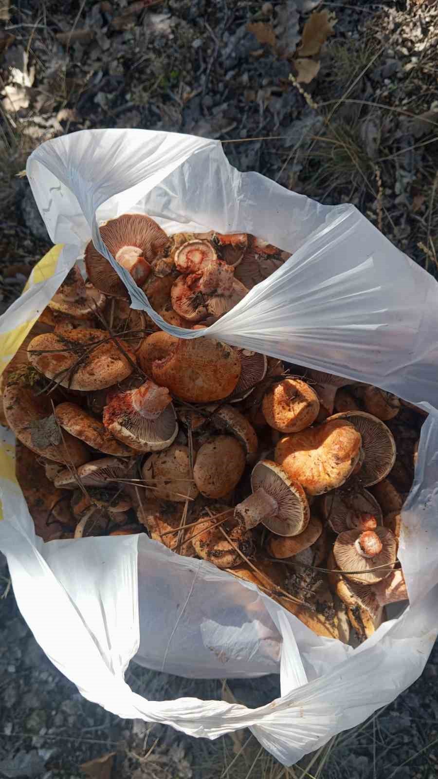 ANKARA’NIN BEYPAZARI İLÇESİNİN YÜKSEK KESİMLERİNDE DE YETİŞEN KANLICA MANTARLARININ HASADI BAŞLADI.