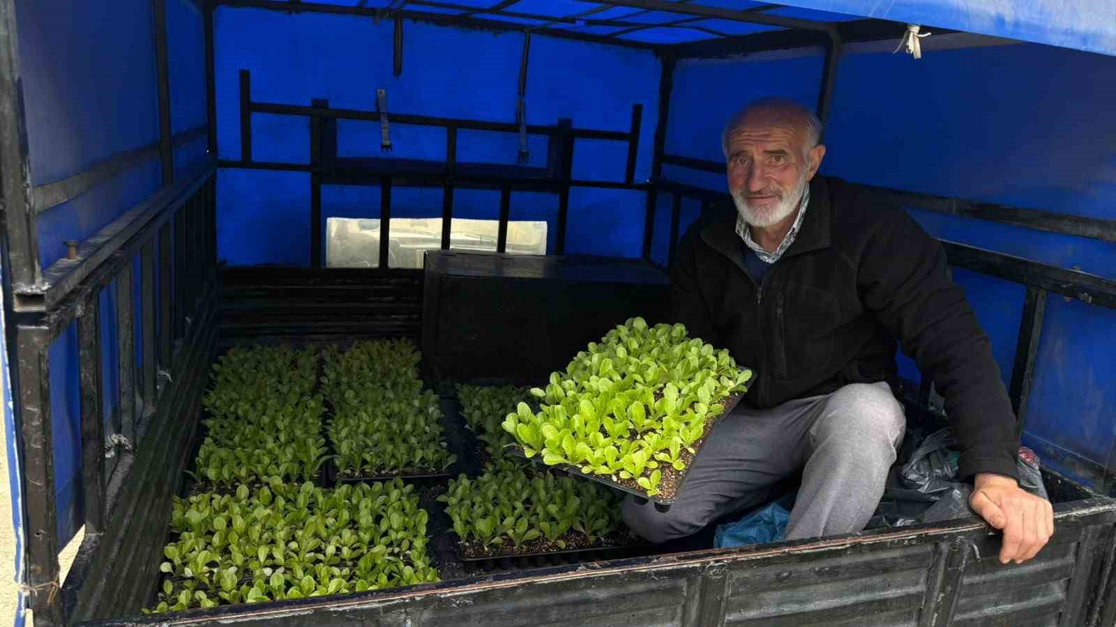 TRABZON'UN AKÇAABAT İLÇE BELEDİYESİ BİTKİ ÜRETİM TESİSİ’NDE BELEDİYE İMKÂNLARIYLA YETİŞTİRİLEN 65 BİN MARUL FİDESİ, SERA ÜRETİCİLERİNE TESLİM EDİLDİ.