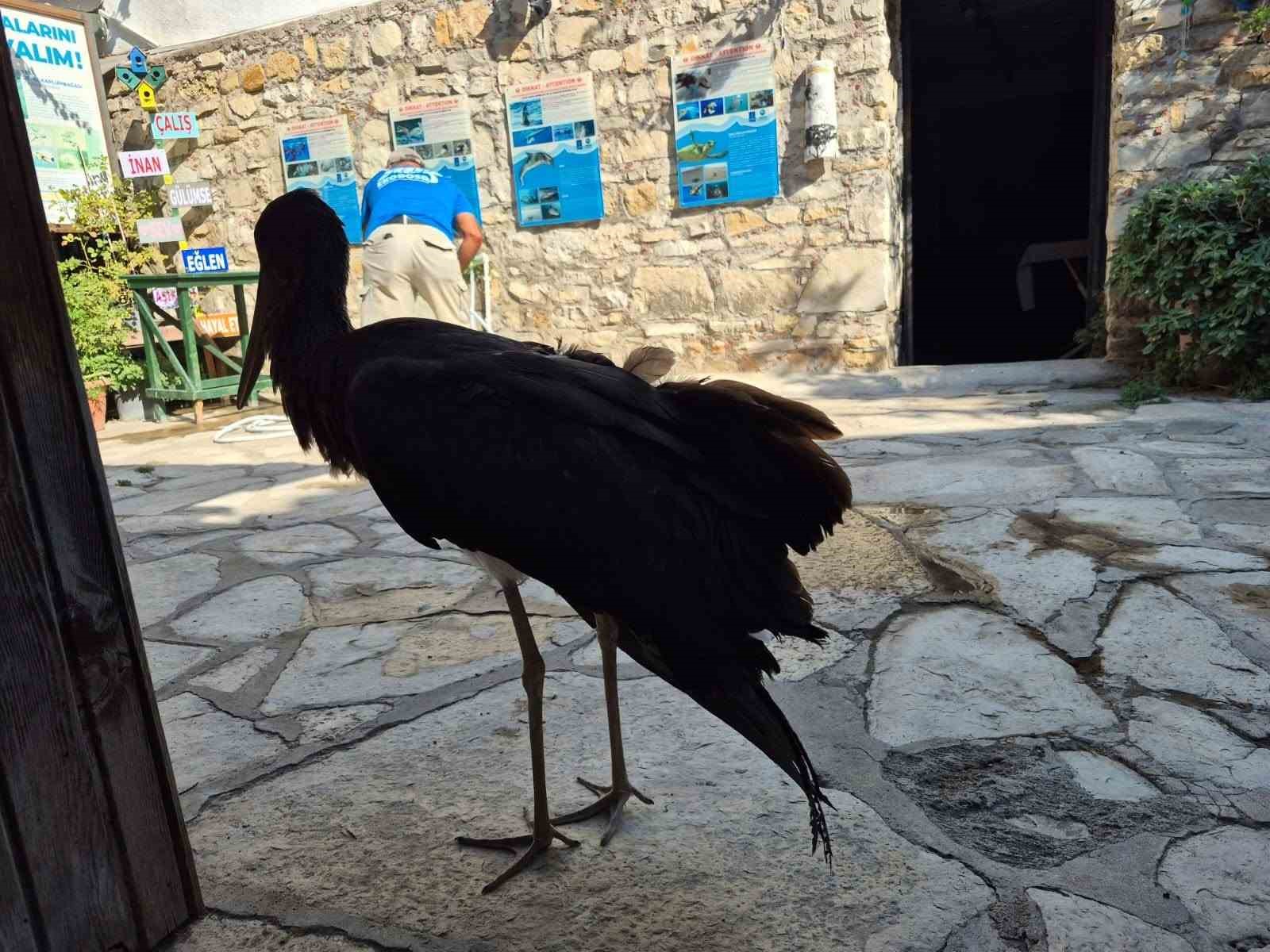 AYDIN’IN SÖKE İLÇESİNDE AZMAK KIYISINDA KOYUNLARINI OTLATAN SELAMİ GÜNDÜZ TARAFINDAN YARALI HALDE BULUNAN NADİR TÜRLERDEN KARALEYLEK, EKİPLER TARAFINDAN TEDAVİ ALTINA ALINDI.