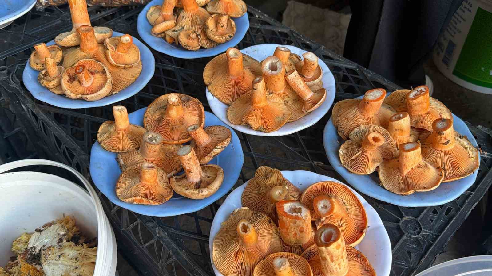 BOLU’DA YAĞIŞLARIN ARDINDAN ORMANLARDA YETİŞEN KANLICA MANTARLARI, VATANDAŞLAR TARAFINDAN KOVA KOVA TOPLANARAK PAZARLARDA SATIŞA SUNULUYOR. YOĞUN İLGİ GÖREN KANLICA MANTARININ KİLOSU 500 İLE 600 LİRA ARASINDA DEĞİŞİYOR.