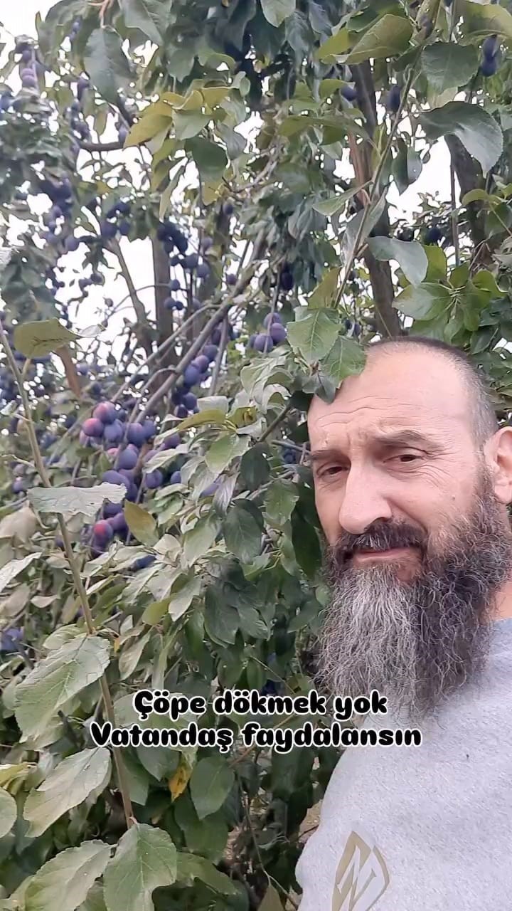 BURSA’NIN İNEGÖL İLÇESİNDE ANNESİNE AİT TARLADA YAKLAŞIK 10 TON ERİK YETİŞTİREN 48 YAŞINDAKİ ÖZGÜR ŞİMŞEK, ÜRÜNLERİNİ SATAMAYINCA İLGİNÇ BİR YÖNTEME BAŞVURDU. ŞİMŞEK, HAZIRLADIĞI VİDEO SOSYAL MEDYADA BÜYÜK İLGİ GÖRÜNCE ELİNDEKİ ERİKLERİ VATANDAŞLARA UYGUN FİYATA VE ZAMAN ZAMAN ÜCRETSİZ DAĞITMAYA BAŞLADI.