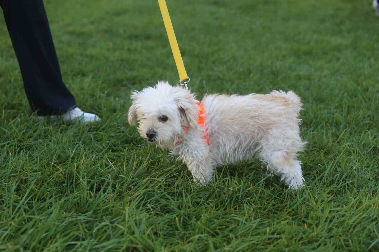 BURSA'DA BU YIL 13'ÜNCÜSÜ DÜZENLENEN EKER I RUN KAPSAMINDA İLK KEZ GERÇEKLEŞTİRİLEN "KÖPEĞİNLE KOŞ" ETKİNLİĞİ, YÜZLERCE HAYVANSEVER İLE PATİLİ DOSTLARINI AYNI PARKURDA BULUŞTURDU.