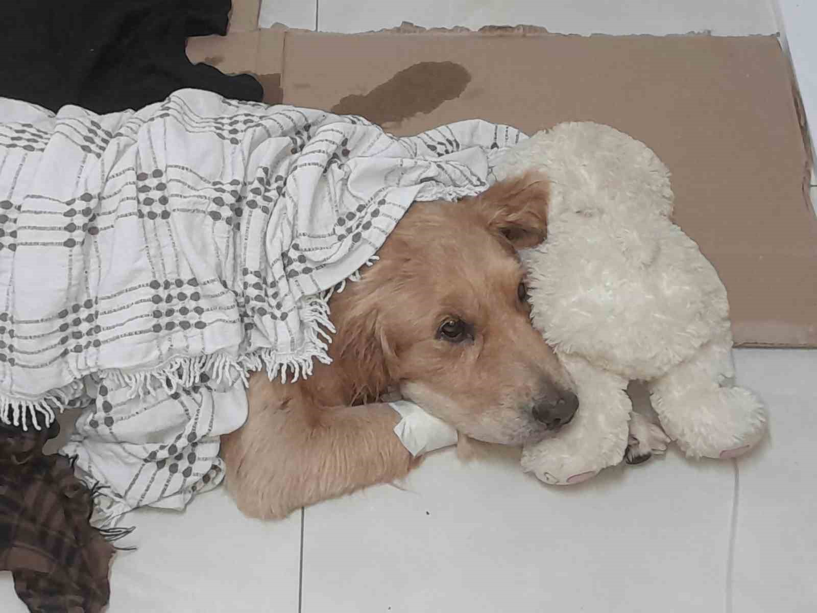 MERSİN'İN SİLİFKE İLÇESİNDE OTOMOBİLLE EZİLEN SAHİPLİ KÖPEK TEDAVİ ALTINA ALINDI ANCAK BİR HAFTA SONRA ÖLDÜ. KÖPEĞİ EZEN İÇİNDE 3 KİŞİNİN OLDUĞU OTOMOBİLİN O ANLARI İSE KAMERAYA YANSIDIĞI ORTAYA ÇIKTI.