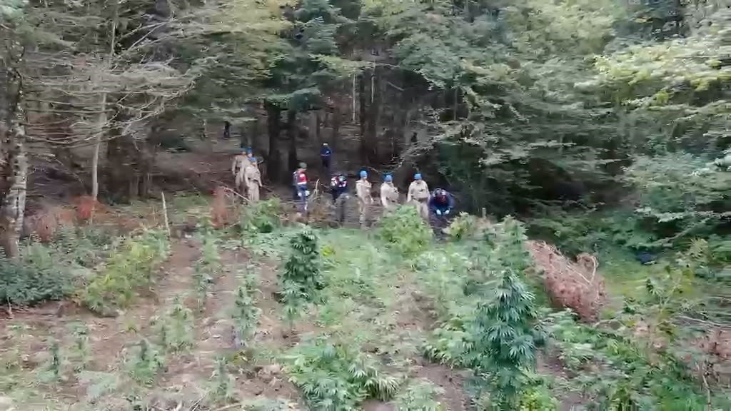 BOLU'DA JANDARMA EKİPLERİ ORMANLIK ALANDA UYUŞTURUCU OPERASYONU DÜZENLEDİ.