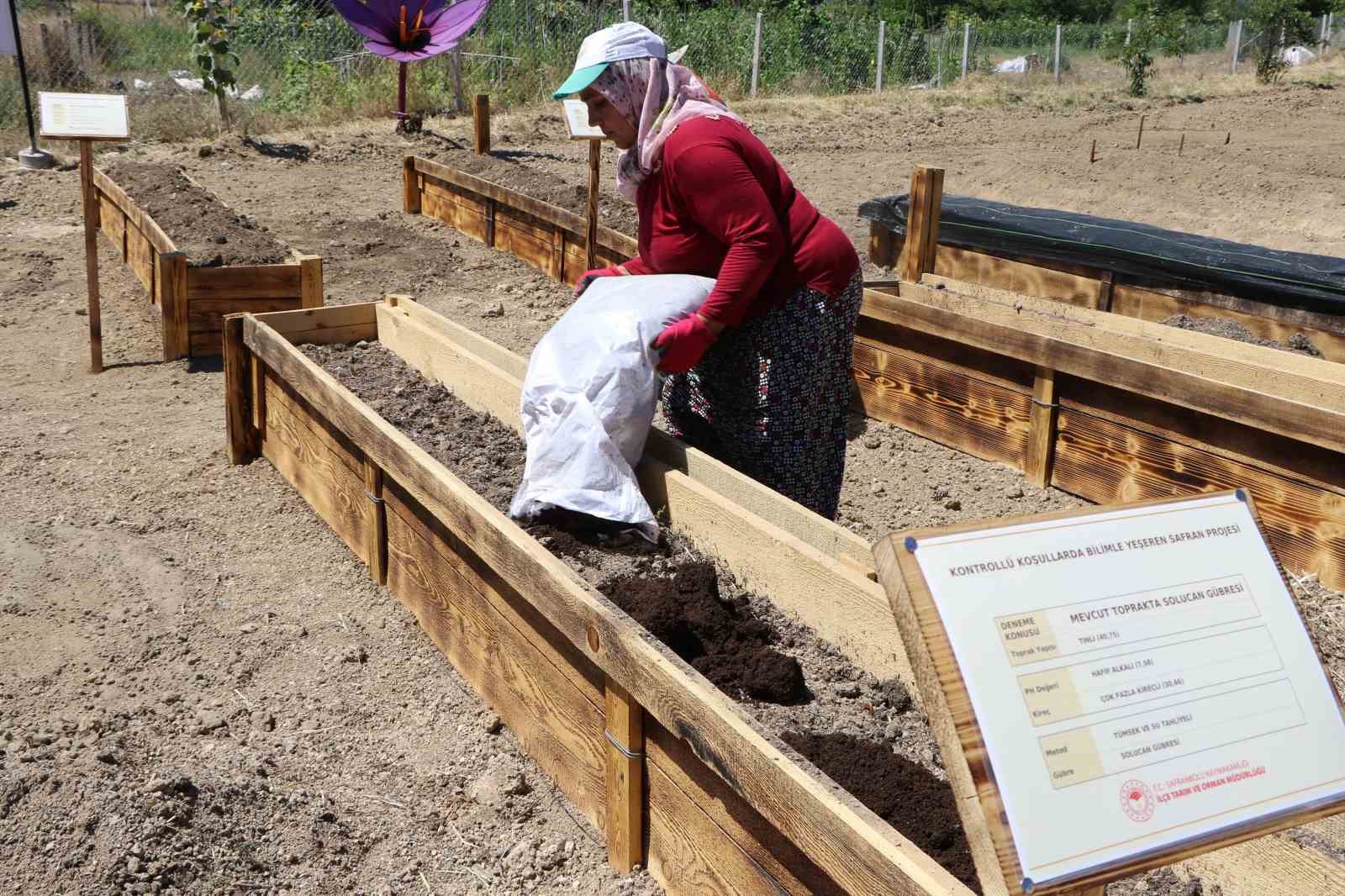 "DÜNYANIN EN PAHALI BAHARATI" OLARAK BİLİNEN SAFRANBOLU SAFRANIN TOPRAK ALTI ZARARLILARDAN KORUNMASI VE ÜRETİMİNİN ARTIRILMASI İÇİN 7 ADET AR-GE PROJESİ GELİŞTİRİLDİ.