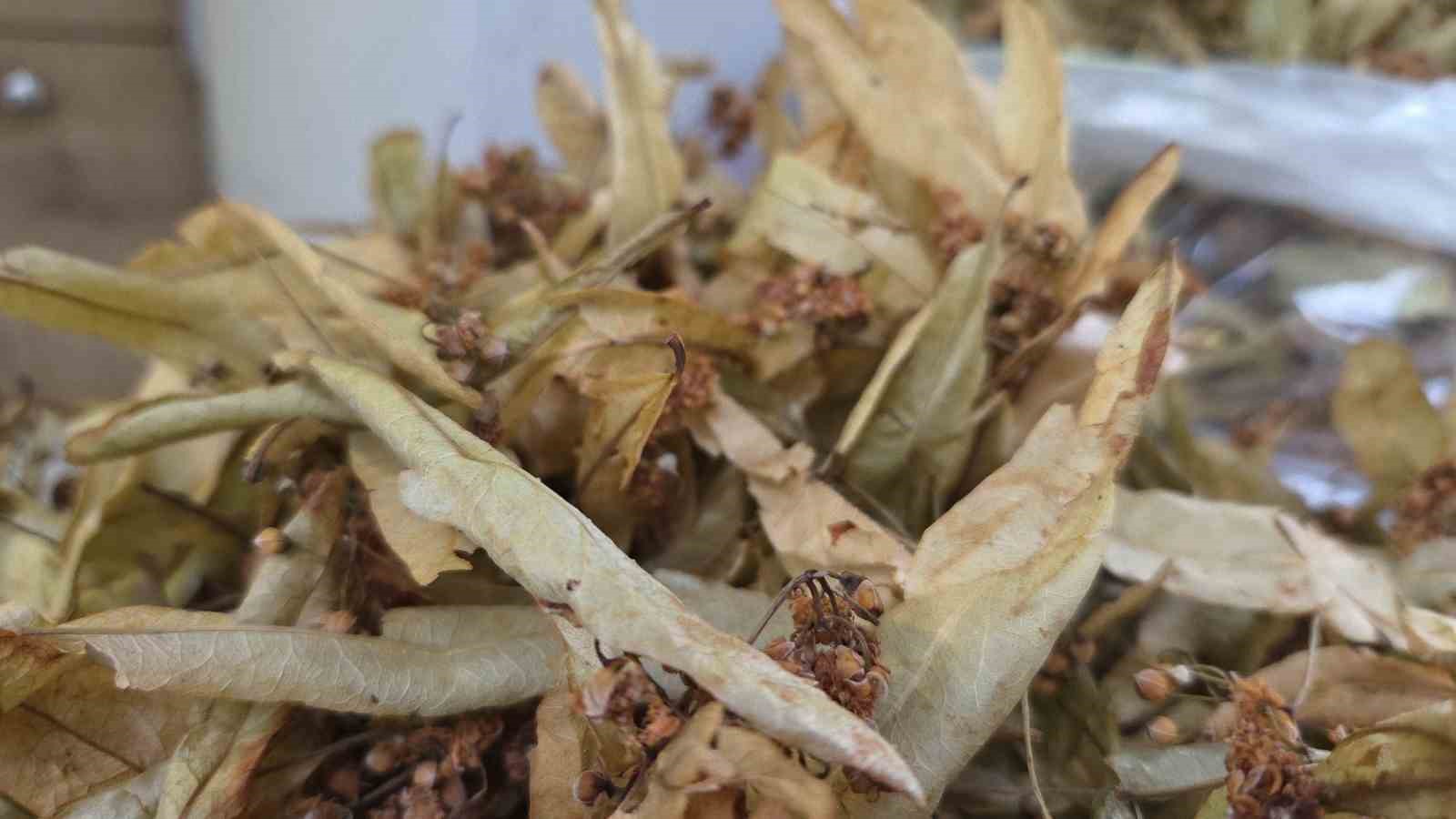 BAZI DÖNEMLERDE KİLO FİYATI ALTINLA YARIŞAN IHLAMURDAKİ BOLLUK FİYATLARA OLUMLU YANSIDI. BOLLUK NEDENİYLE GEÇEN SENE KİLOSU 2,5 BİN TL’DEN SATILAN IHLAMURUN KİLOSU BU DÖNEMDE BİN 500 TL’YE SATIŞA SUNULUYOR.