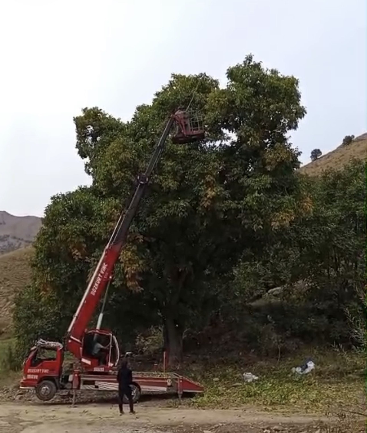 HAKKARİ’NİN YÜKSEKOVA İLÇESİNDE, "SAKLI CENNET" OLARAK NİTELENDİRİLEN DOSKİ VADİSİ'NDEKİ KÖKLÜ CEVİZ AĞAÇLARINDA HASAT MESAİSİ BAŞLADI.