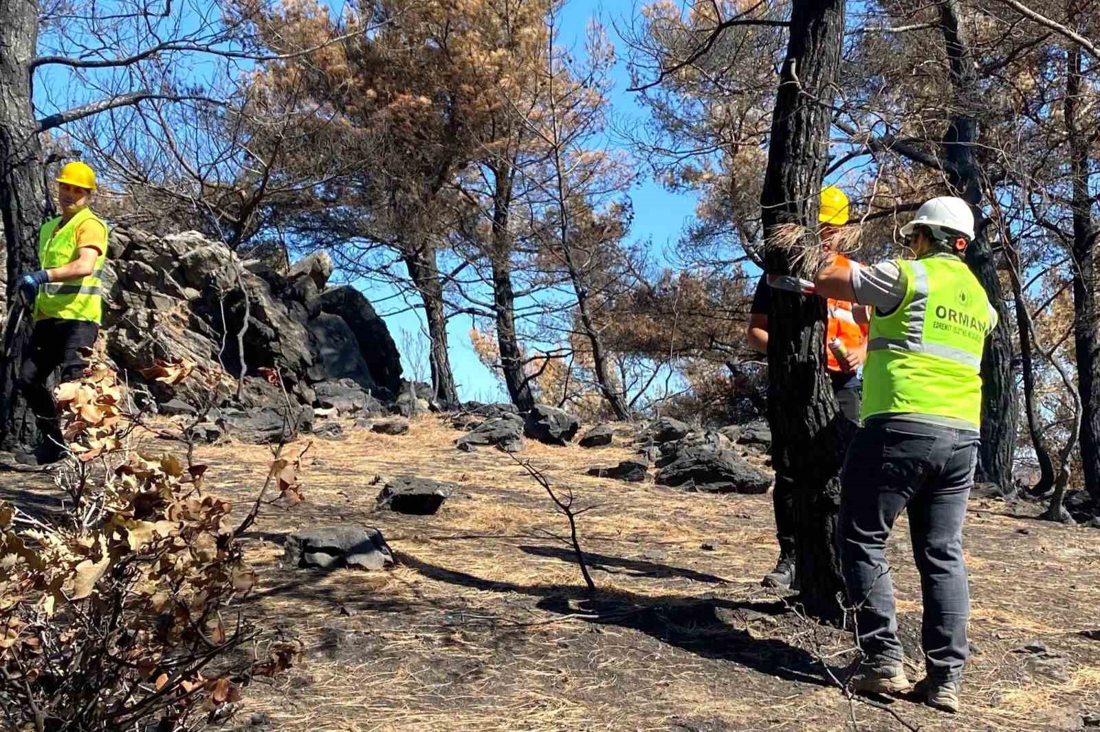 BALIKESİR ORMAN BÖLGE MÜDÜRLÜĞÜ, GÖMEÇ İLÇESİNDE MEYDANA GELEN YANGINDAN ETKİLENEN ORMANLIK ALANLARDA SAHA TESPİT VE TEMİZLİK ÇALIŞMALARINA BAŞLADI. ÇALIŞMALARIN ARDINDAN BÖLGENİN YENİDEN AĞAÇLANDIRILMASI HEDEFLENİYOR.