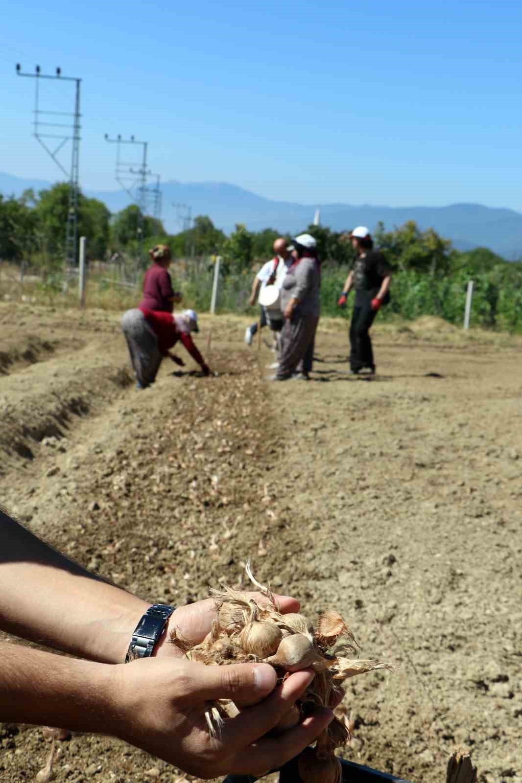 UNESCO DÜNYA MİRASI LİSTESİ'NDE YER ALAN KARABÜK'ÜN SAFRANBOLU İLÇESİNDE, KİLOSU 600 BİN LİRAYA ULAŞAN VE "DÜNYANIN EN PAHALI BAHARATI" OLARAK BİLİNEN SAFRANIN YENİ SEZON SOĞANLARININ EKİMİNE BAŞLANDI.