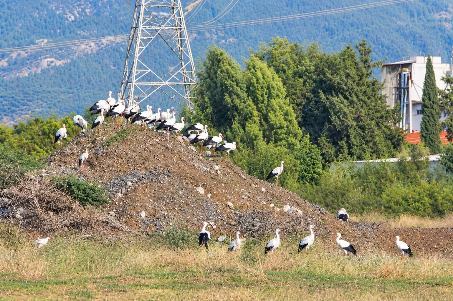 GÖÇ YOLUNUN DEĞİŞMEYEN MİSAFİRLERİ OSMANİYE SEMALARINDA