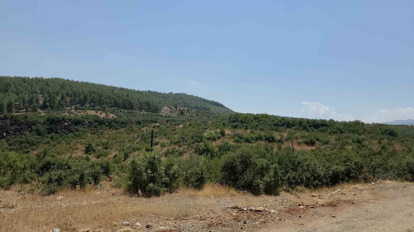 SUMAK AĞACI