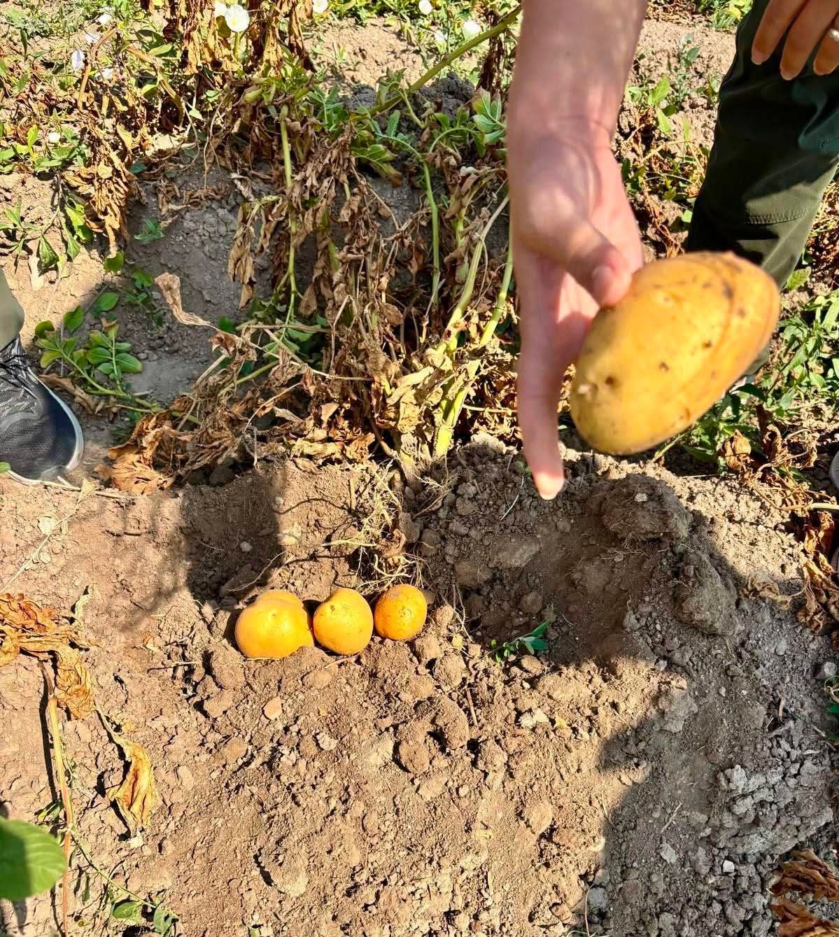 AFYONKARAHİSAR TARIM VE ORMAN İL MÜDÜRLÜĞÜ TARAFINDAN PATATES ÜRETİMİNDE VERİM VE KALİTENİN KORUNMASI, BİTKİ GELİŞİMİNİN SAĞLIKLI ŞEKİLDE SÜRDÜRÜLEBİLMESİ VE ÜRETİM SÜRECİNDE KARŞILAŞILABİLECEK HASTALIK VE ZARARLILARIN ZAMANINDA TESPİT EDİLMESİ AMACIYLA SAHA KONTROLLERİ DEVAM EDİYOR.