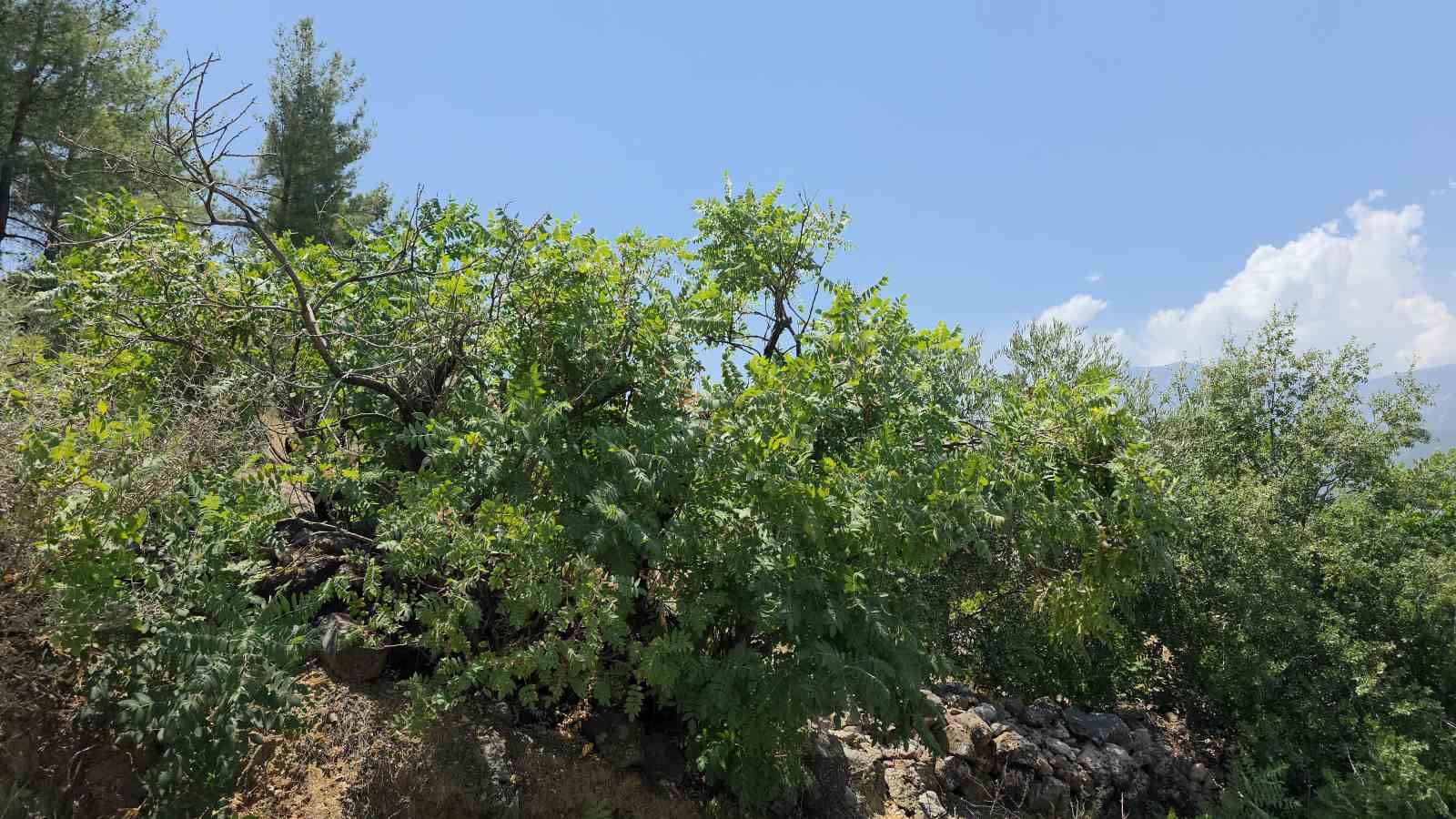 SUMAK AĞACI
