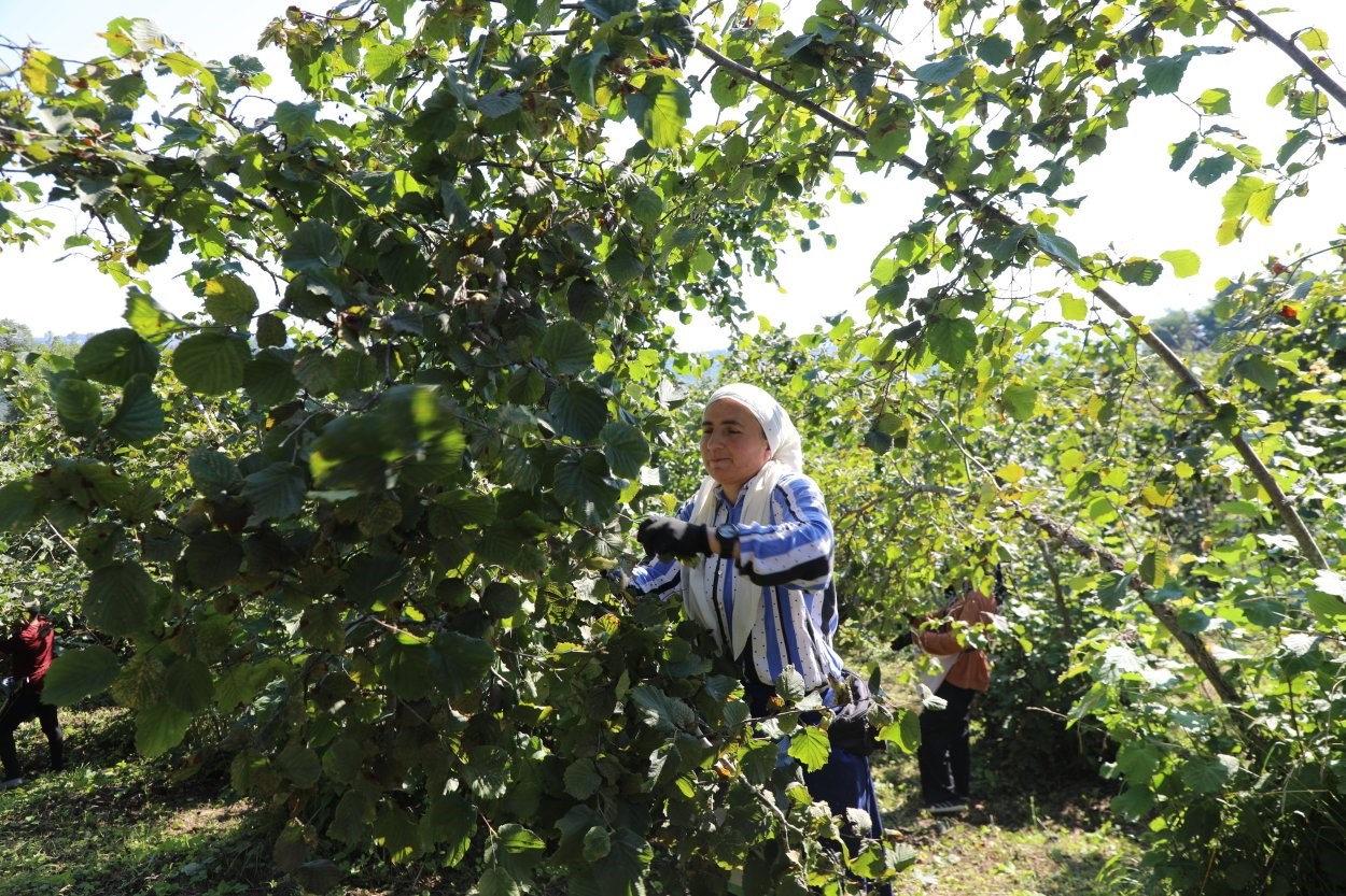 PROJE KAPSAMINDA BAHÇEYE GİREN ÜRETİCİLER FINDIK TOPLUYOR