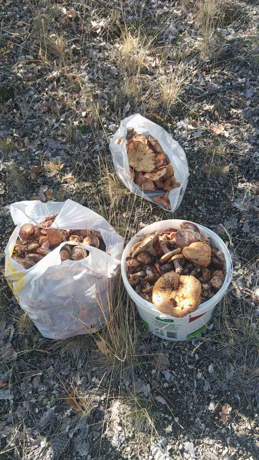 ANKARA’NIN BEYPAZARI İLÇESİNİN YÜKSEK KESİMLERİNDE DE YETİŞEN KANLICA MANTARLARININ HASADI BAŞLADI.