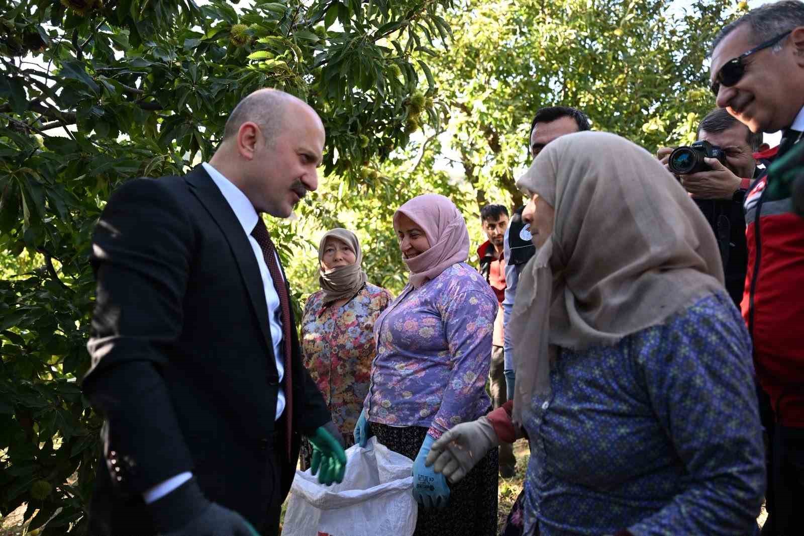 AVRUPA BİRLİĞİ TARAFINDAN COĞRAFİ İŞARET TESCİLİYLE KORUNAN AYDIN KESTANESİNDE HASAT HEYECANI YAŞANIRKEN, 25 BİN 362 TONLUK ÜRETİMLE TÜRKİYE KESTANESİNİN YÜZDE 31'İNİ KARŞILAYAN AYDIN, ÜLKE GENELİNDE İKİNCİ SIRADA YER ALIYOR. AYDIN VALİSİ OSMAN VAROL DA ÜRETİCİLERLE BİR ARAYA GELEREK HASAT ÇALIŞMALARINA EŞLİK ETTİ.