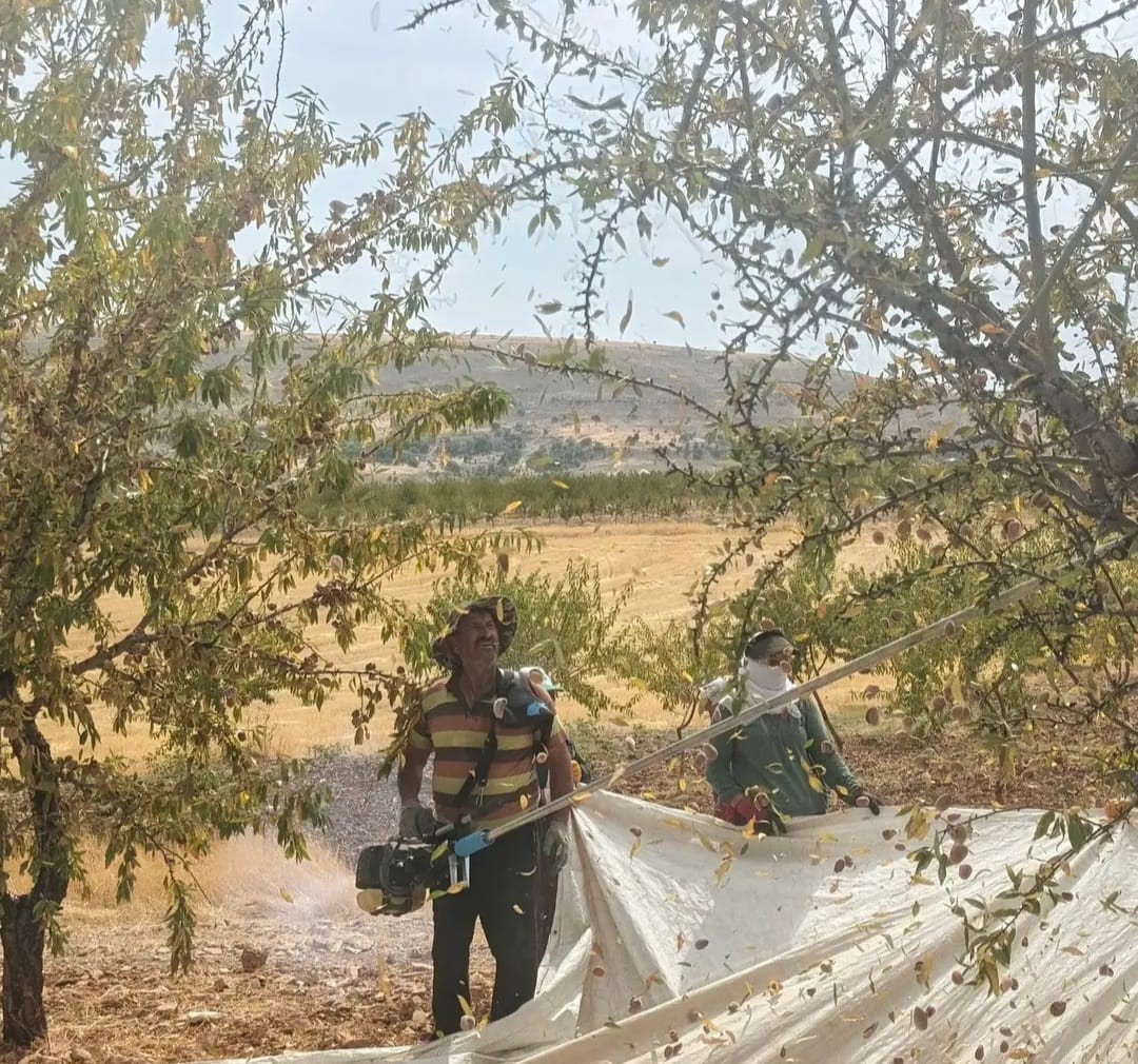 AĞIN’DA BADEM ÜRETİM ALANLARINDA İNCELEME