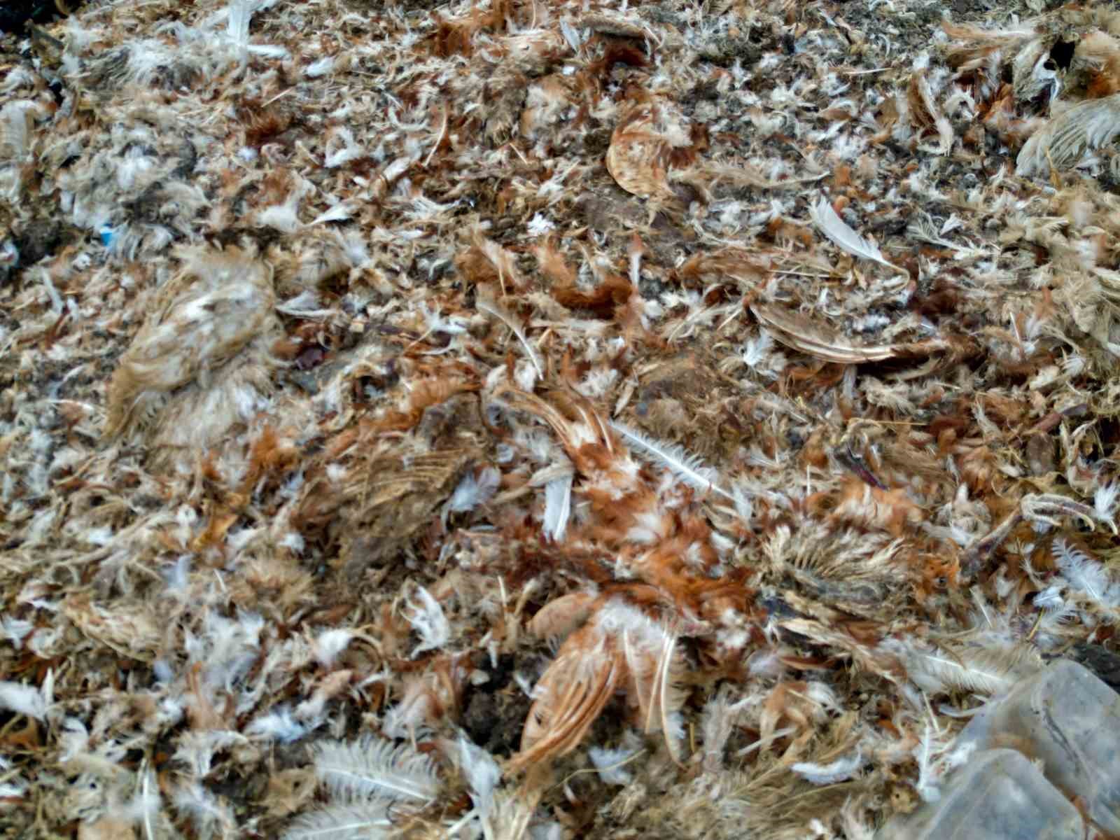 AFYONKARAHİSAR’IN BOLVADİN İLÇESİNDEKİ ESKİ VE ATIL DURUMDAKİ KUM OCAĞI, KİMLİĞİ BELİRSİZ KİŞİ YA DA KİŞİLERCE DÖKÜLEN ATIKLAR NEDENİYLE ADETA BİR ÇÖPLÜK YUVASINA DÖNÜŞTÜ. BÖLGEDEN YÜKSELEN YOĞUN KOKU VE ÇEVREYE SAÇILAN TAVUK SAKATATLARI ÇEVREDE BÜYÜK RAHATSIZLIĞA NEDEN OLUYOR.