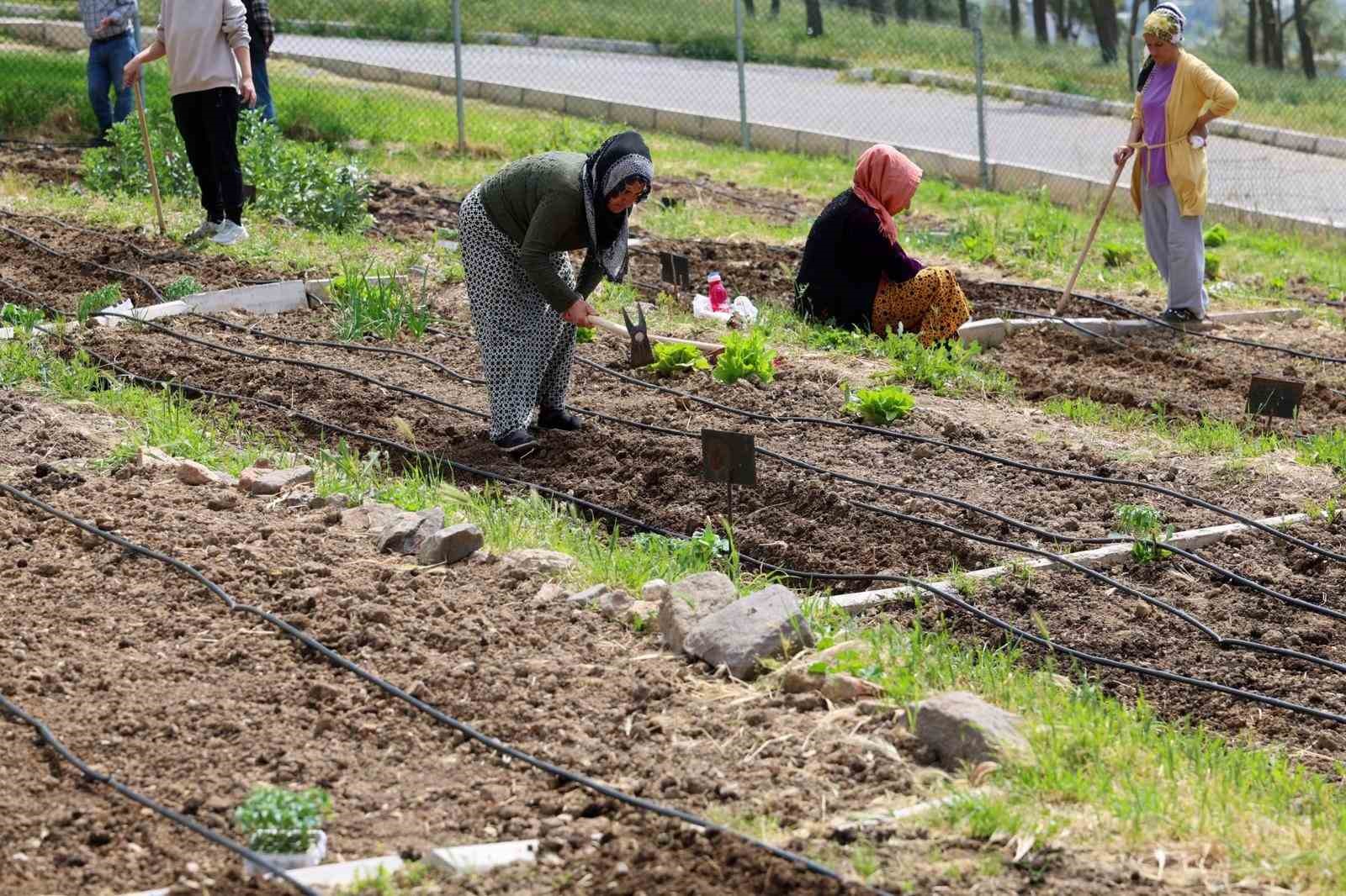 İZMİR BÜYÜKŞEHİR BELEDİYESİ'NİN KENT İÇİNDE TARIMI TEŞVİK EDEN VE KADIN EMEĞİNİ MERKEZE ALAN MAHALLE BOSTANLARI PROJESİNDE YAZ HASADI DEVAM EDİYOR.