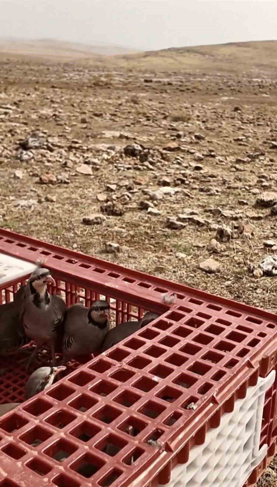 MARDİN'İN MİDYAT İLÇESİNDE YASA DIŞI KEKLİK AVI YAPTIĞI BELİRLENEN KİŞİYE 129 BİN 429 LİRA CEZA UYGULANDI.