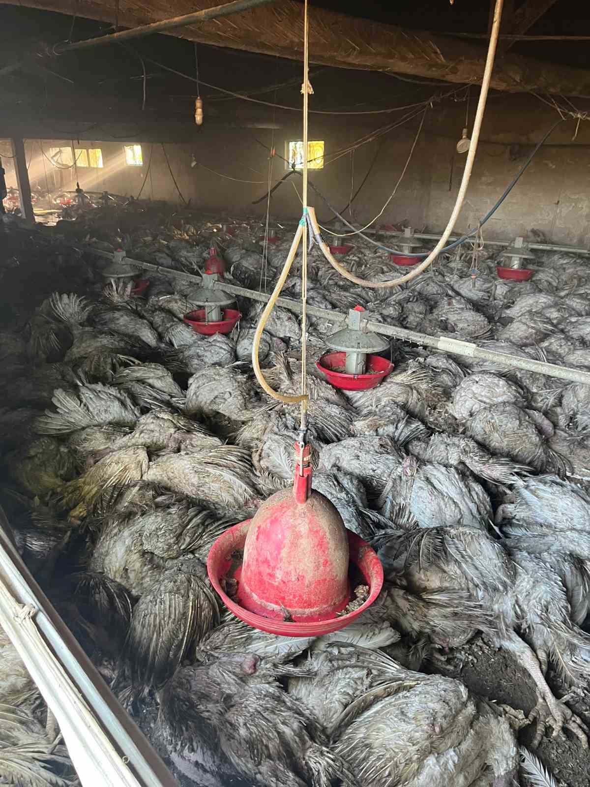 BOLU’NUN MUDURNU İLÇESİNDE HİNDİ KÜMESİNDE ÇIKAN YANGINDA BİN 800 HİNDİ TELEF OLDU.
