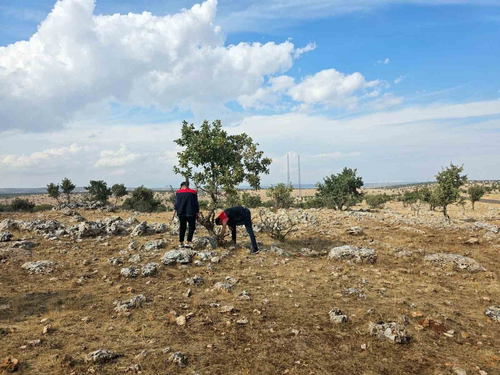 ŞIRNAK İL TARIM VE ORMAN MÜDÜRLÜĞÜ TEKNİK PERSONELLERİ, HUBUBAT ÜRETİMİNDE REKOLTE VE KALİTE KAYBININ ÖNÜNE GEÇMEK AMACIYLA SÜRDÜRÜLEN SÜNE ZARARLISINA KARŞI SONBAHAR KIŞLAK KONTROLLERİNİ ARALIKSIZ SÜRDÜRÜYOR.
