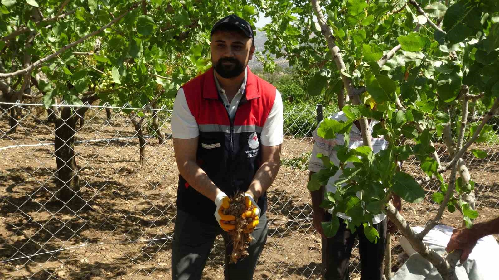 GERCÜŞLÜ ÇİFTÇİDEN ÖRNEK GİRİŞİM: FISTIK VE ÜZÜM BAHÇESİNDE SAFRAN YETİŞTİRDİ