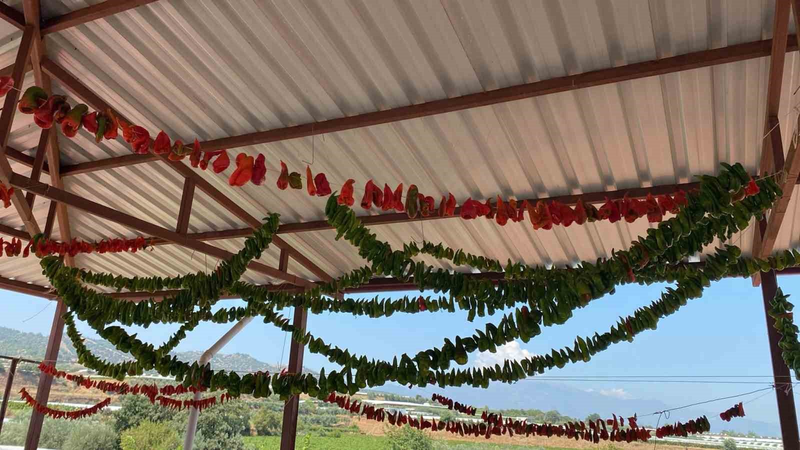 MANİSA’NIN SARIGÖL İLÇESİNDE YAZ SICAKLARIYLA BİRLİKTE EVLERDE KIŞ HAZIRLIKLARI DA HIZ KAZANDI. İLÇEDE KADINLAR, DOMATES VE BİBERLERDEN GELENEKSEL YÖNTEMLERLE SALÇA HAZIRLARKEN, BİR YANDAN DA KIŞLIK KURUTMALIKLAR HAZIRLANIYOR.
